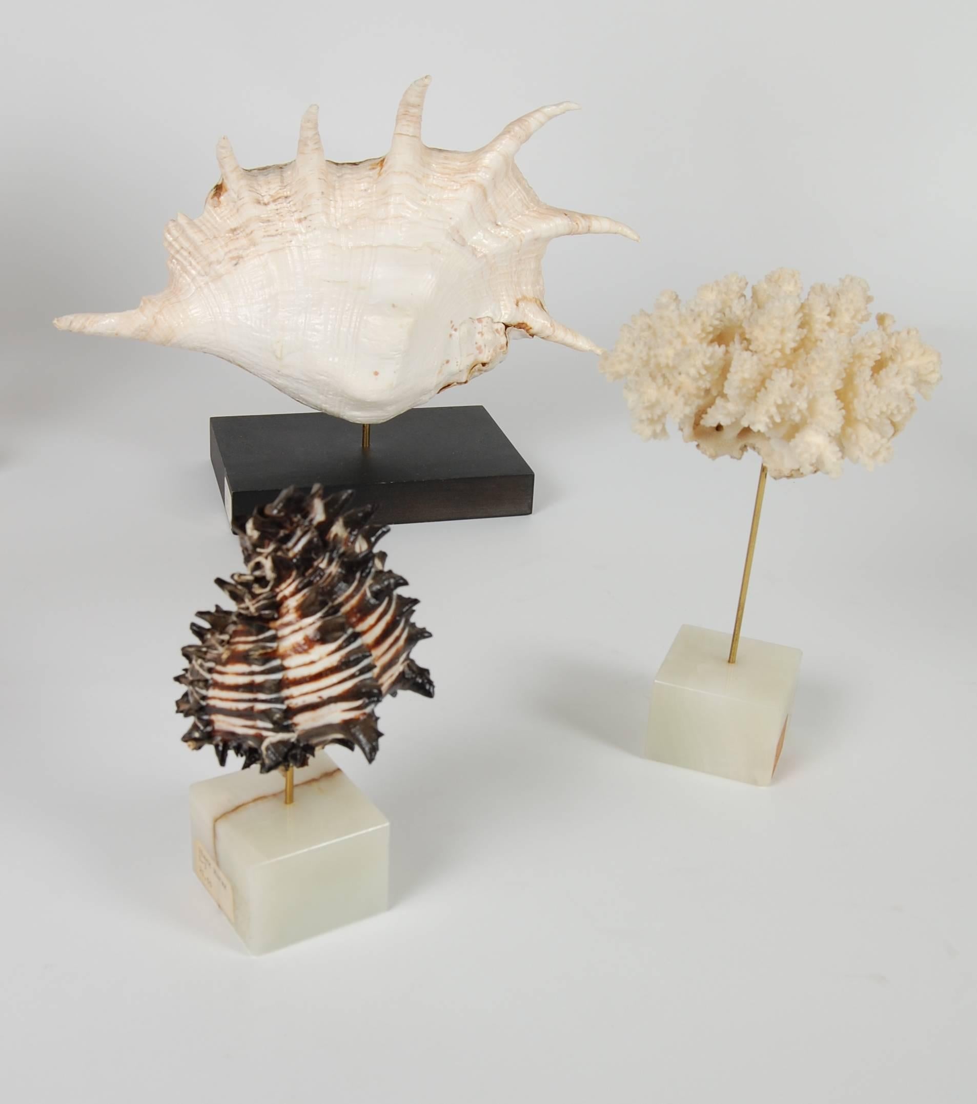 Organic Modern 21-Piece Collection of Les Hunter Designs Coral and Sea Shells, circa 1970s