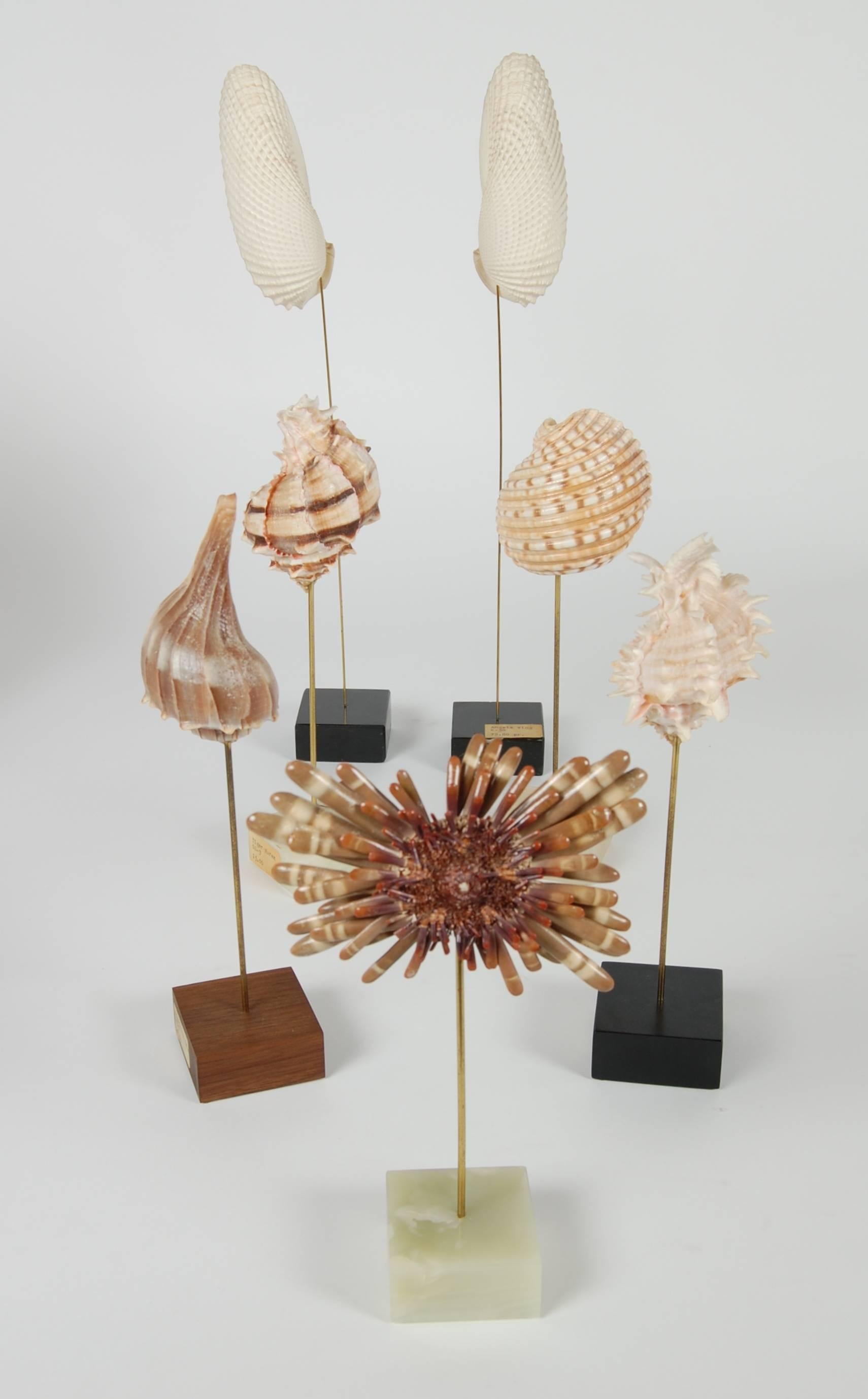 Other 21-Piece Collection of Les Hunter Designs Coral and Sea Shells, circa 1970s