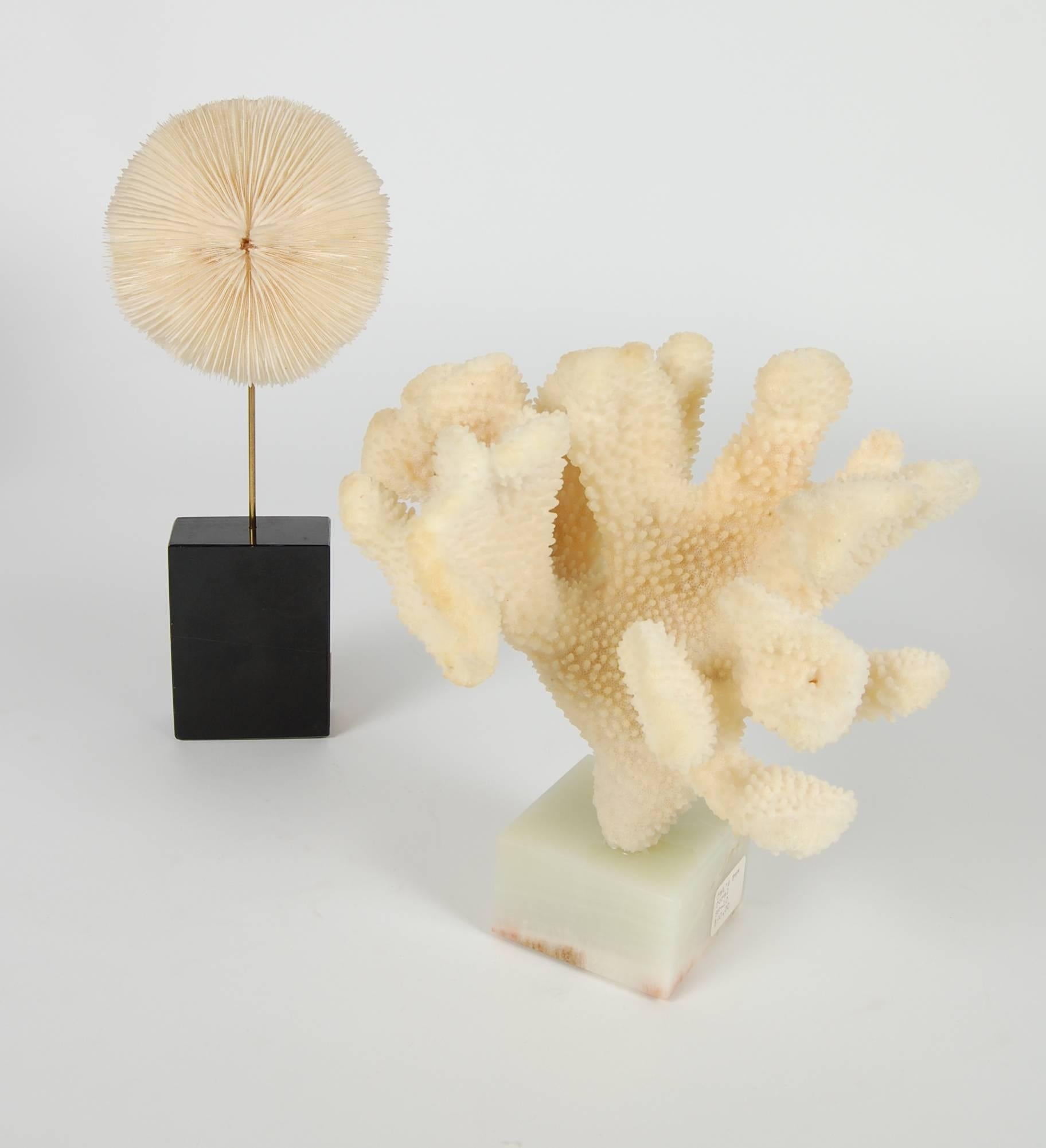 Late 20th Century 21-Piece Collection of Les Hunter Designs Coral and Sea Shells, circa 1970s