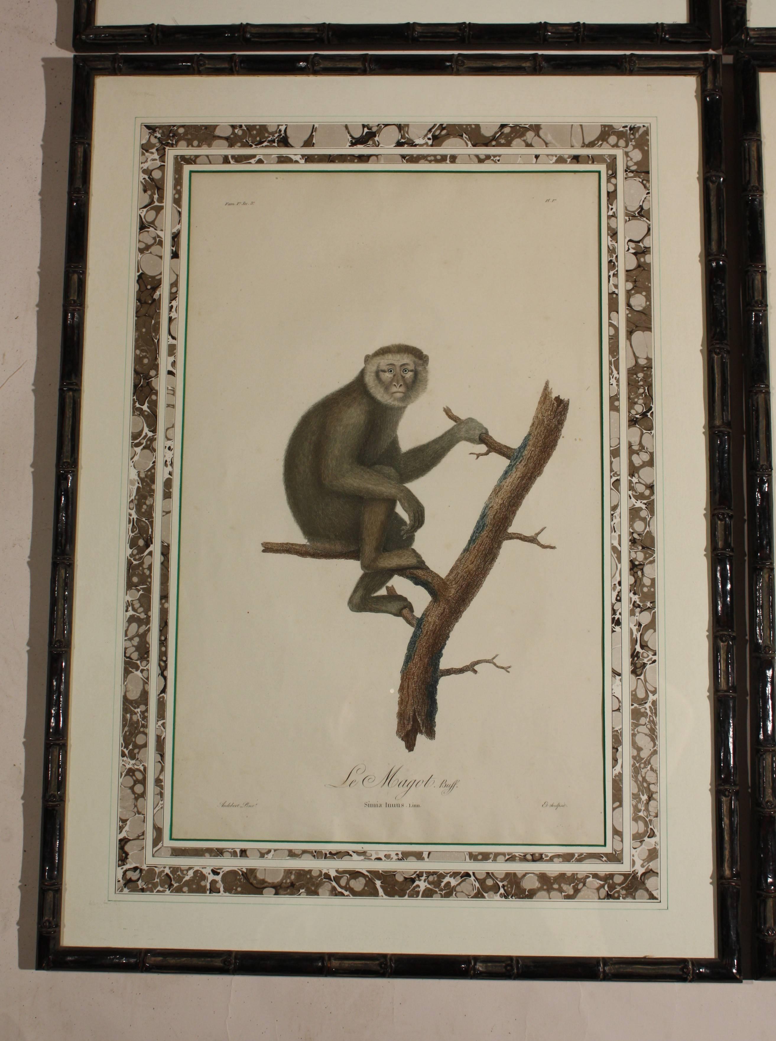Louis XVI Set of Four Framed Prints of Monkeys, 19th Century