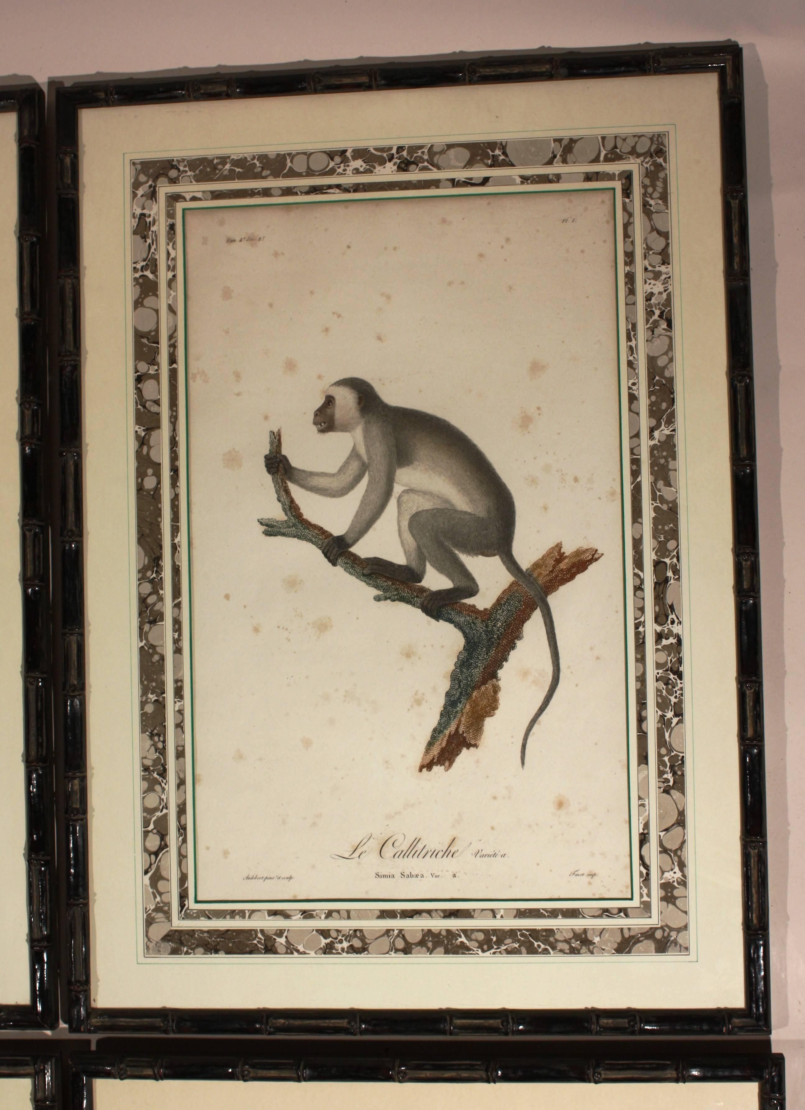 A set of four hand-colored engravings of monkeys from the series 