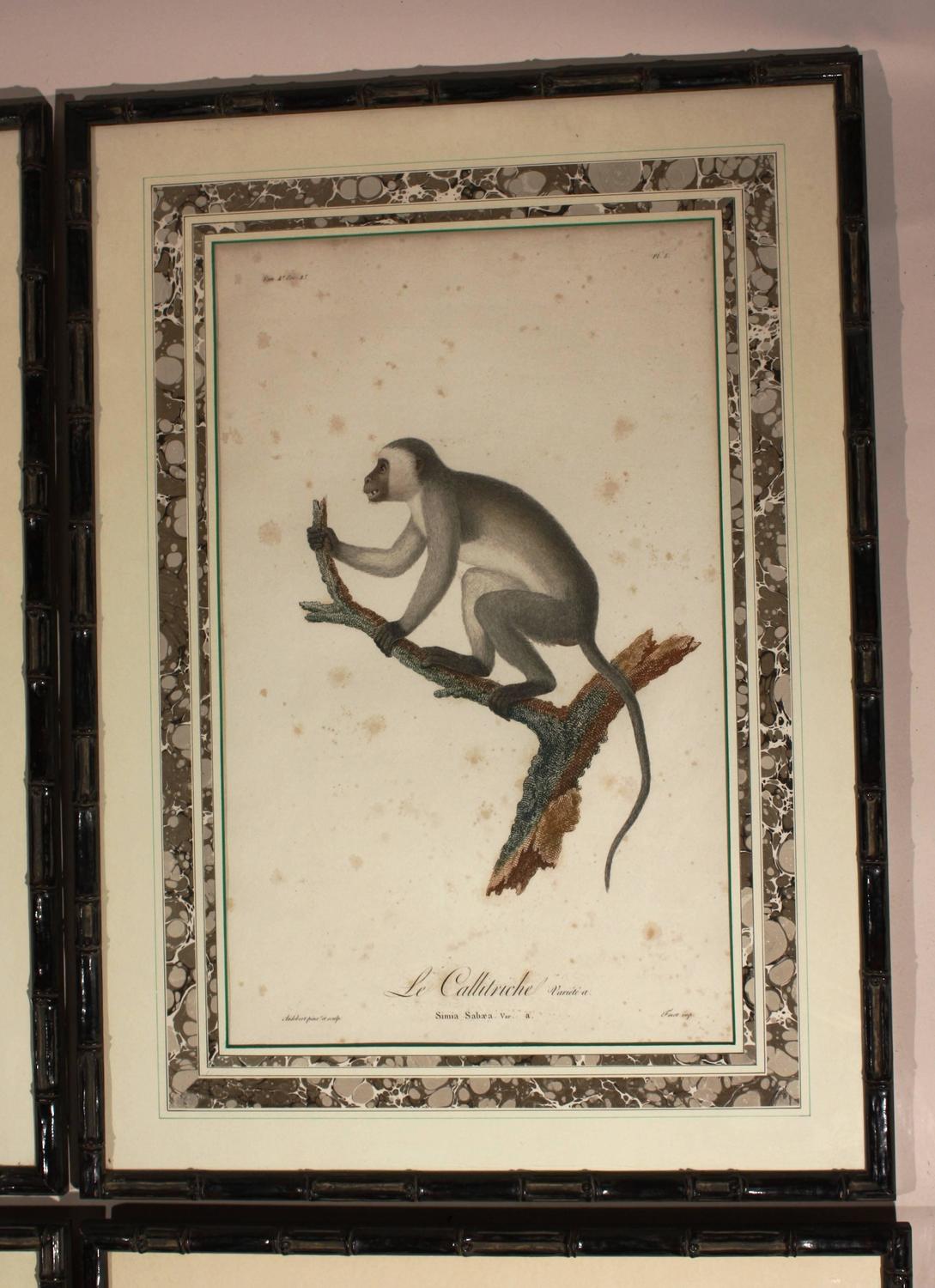 Set of Four Framed Prints of Monkeys, 19th Century at 1stdibs