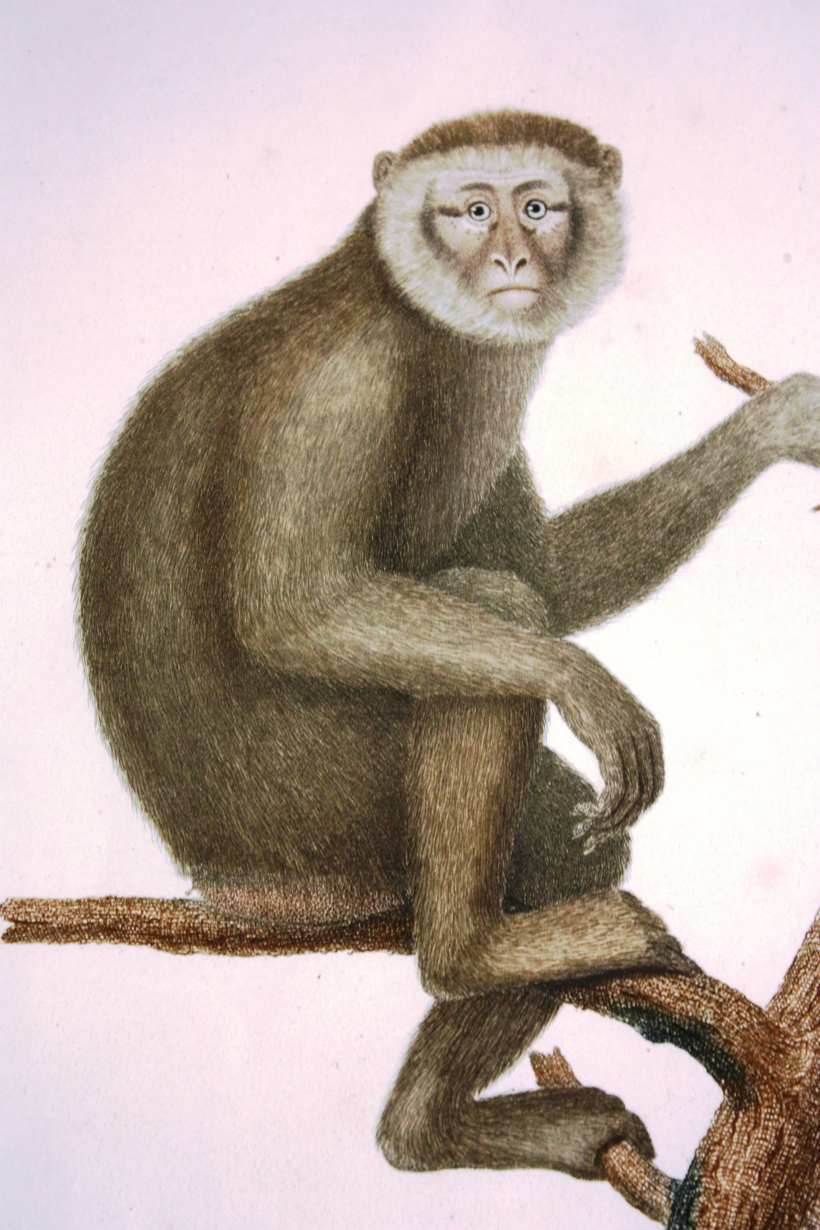 Set of Four Framed Prints of Monkeys, 19th Century In Good Condition In Doylestown, PA