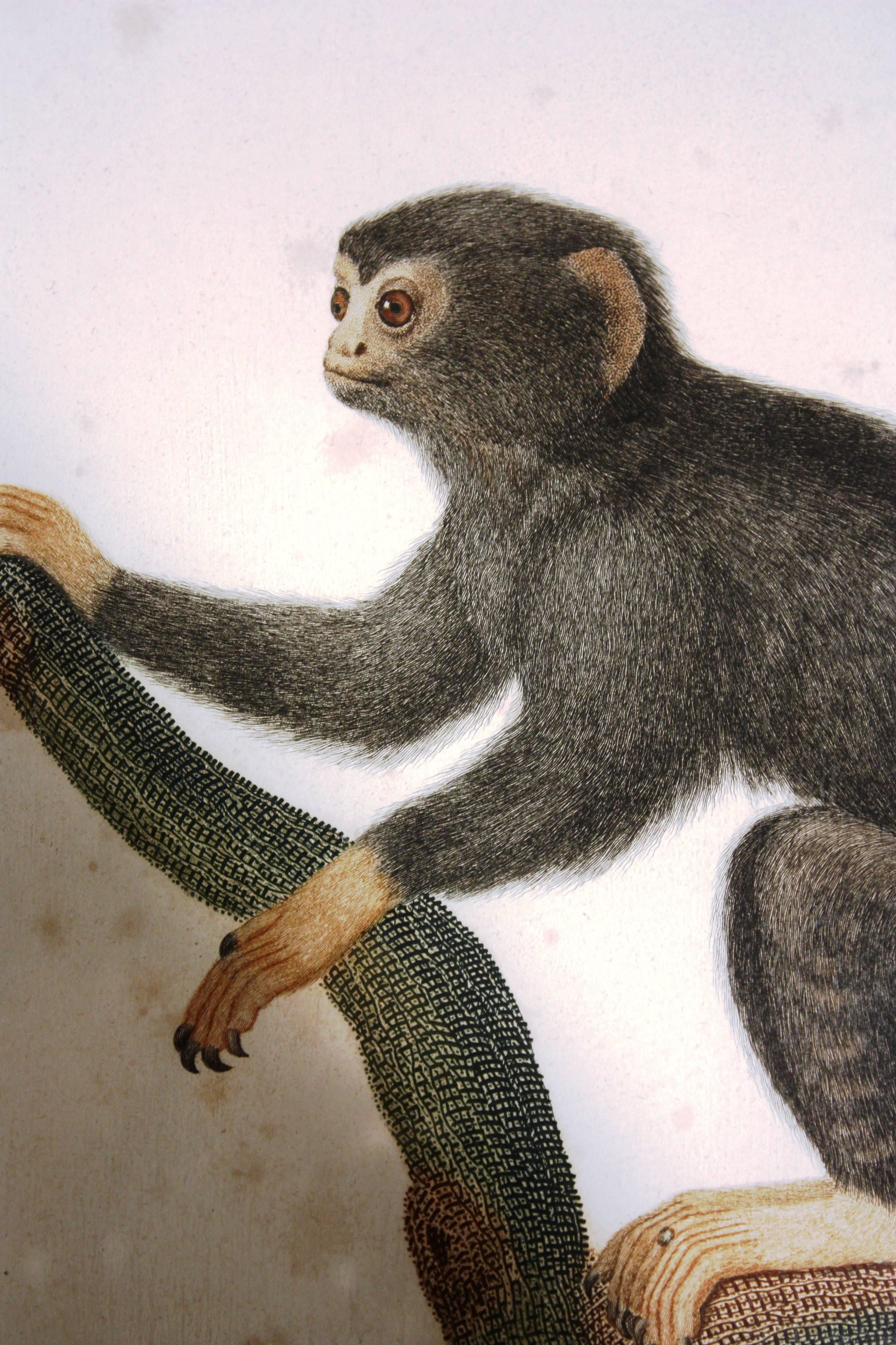 Paper Set of Four Framed Prints of Monkeys, 19th Century