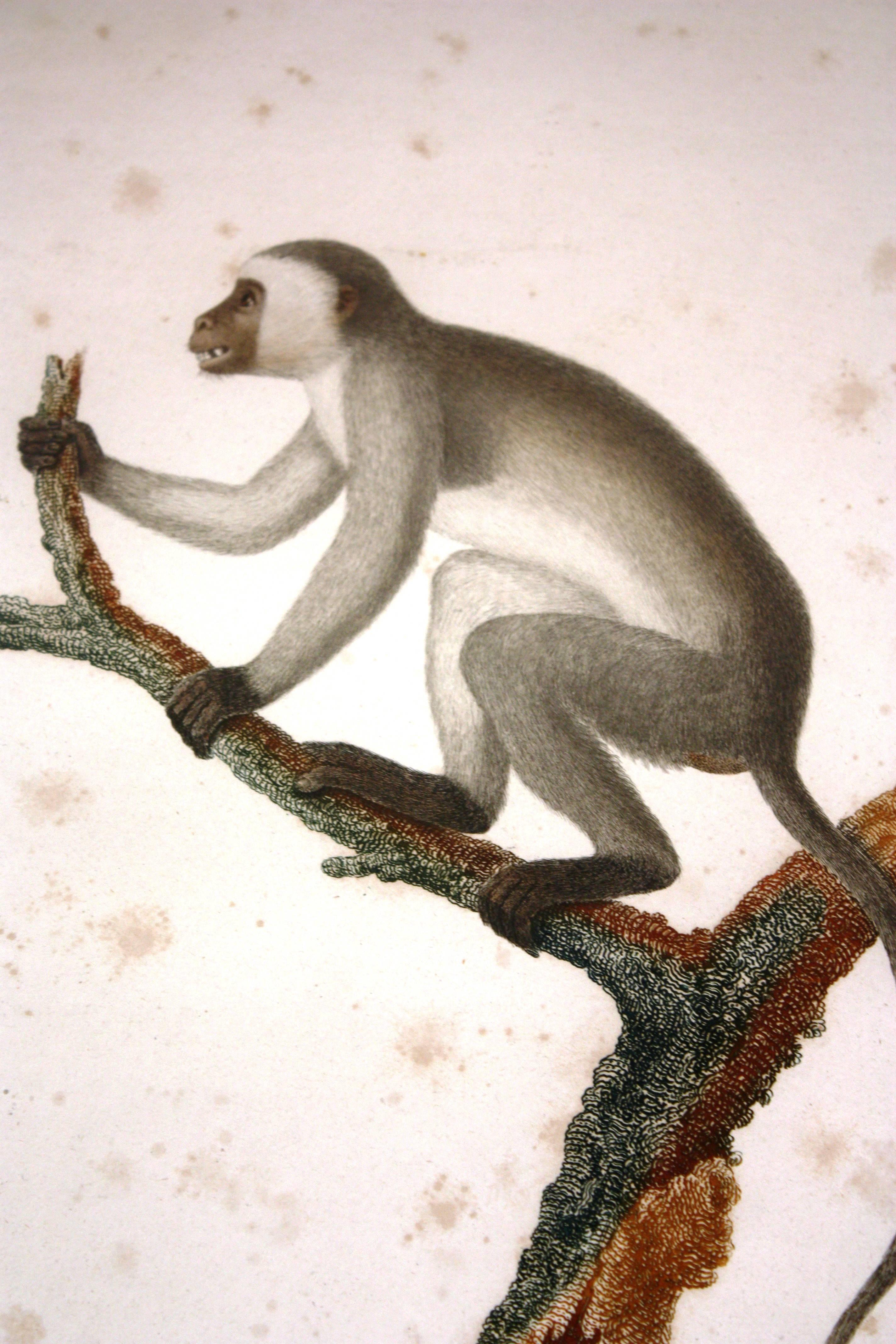 French Set of Four Framed Prints of Monkeys, 19th Century