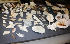 Enormous Seashell and Coral Collection