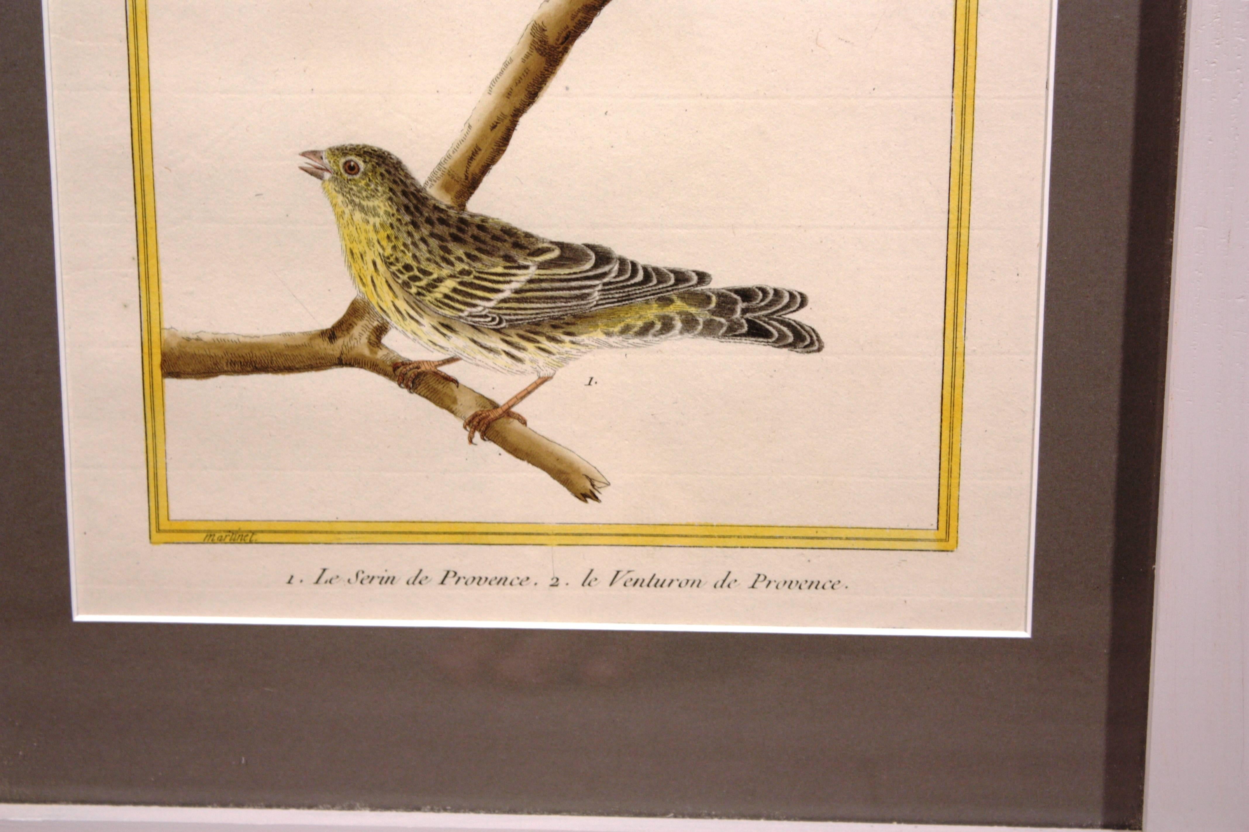 A nice pair of 18th century bird prints by Francois Nicholas Martinet in custom frames, from the Histoire Naturelle des Oiseaux, 1770.
