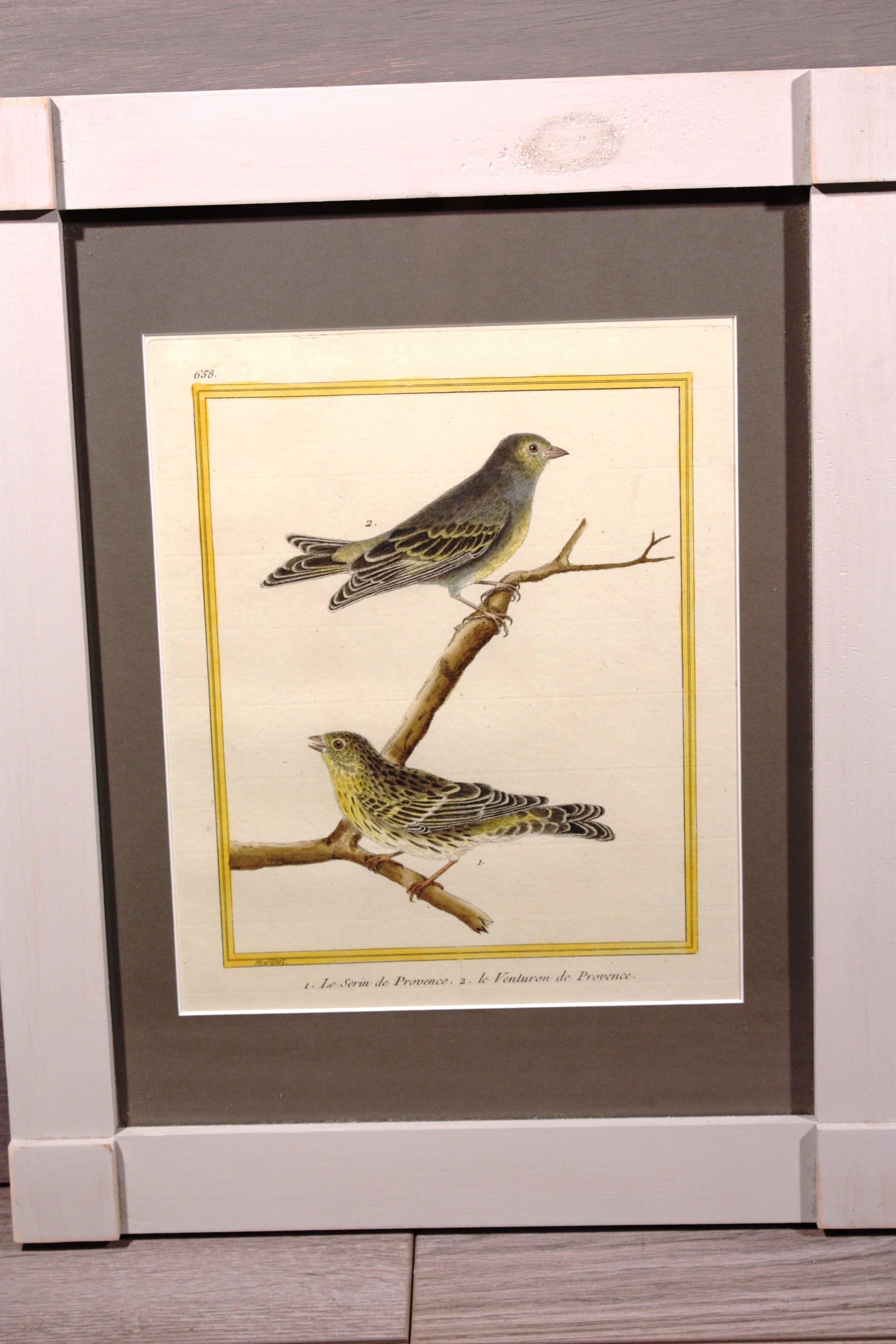 French Pair of Martinet Bird Prints