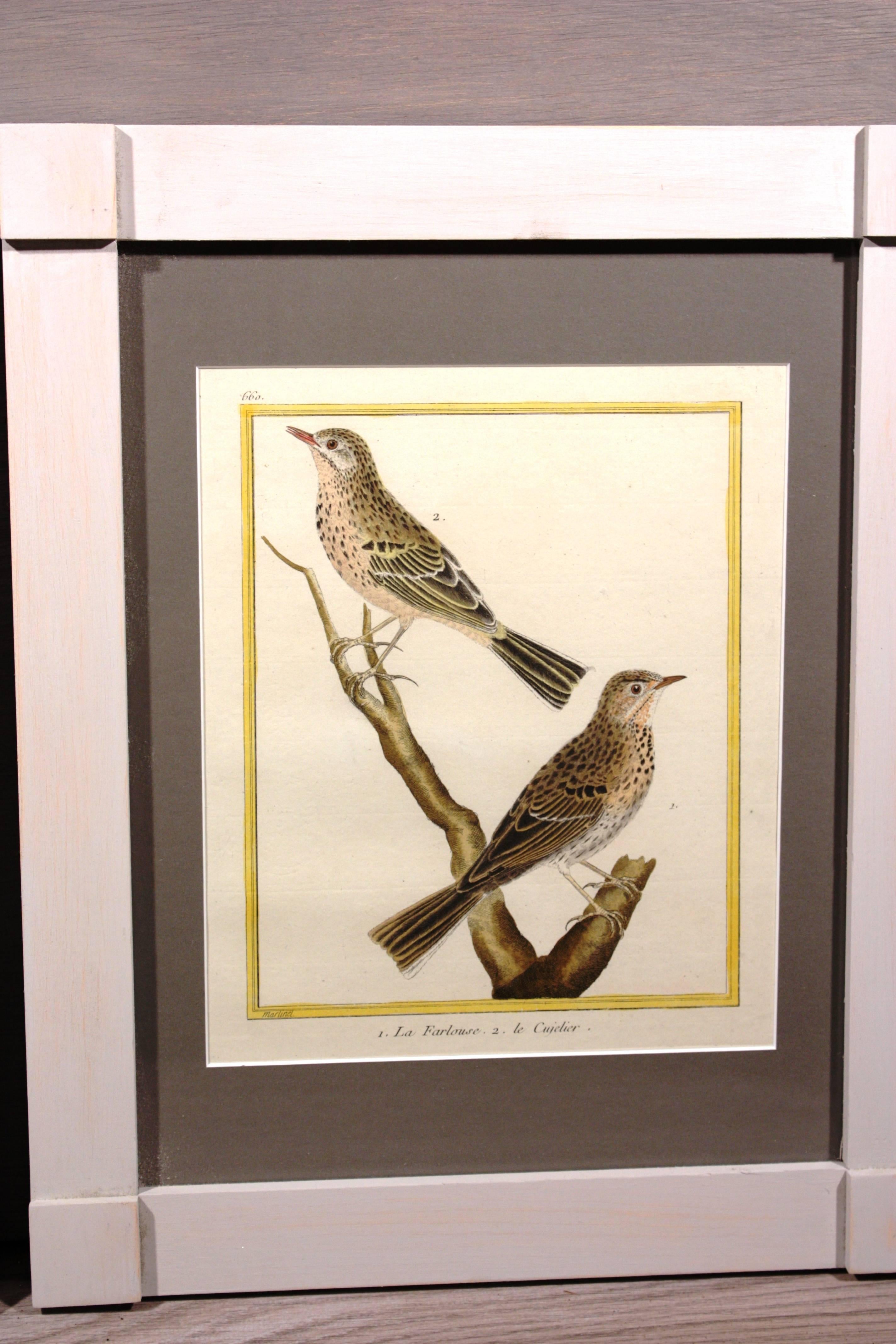 Pair of Martinet Bird Prints In Excellent Condition In Doylestown, PA