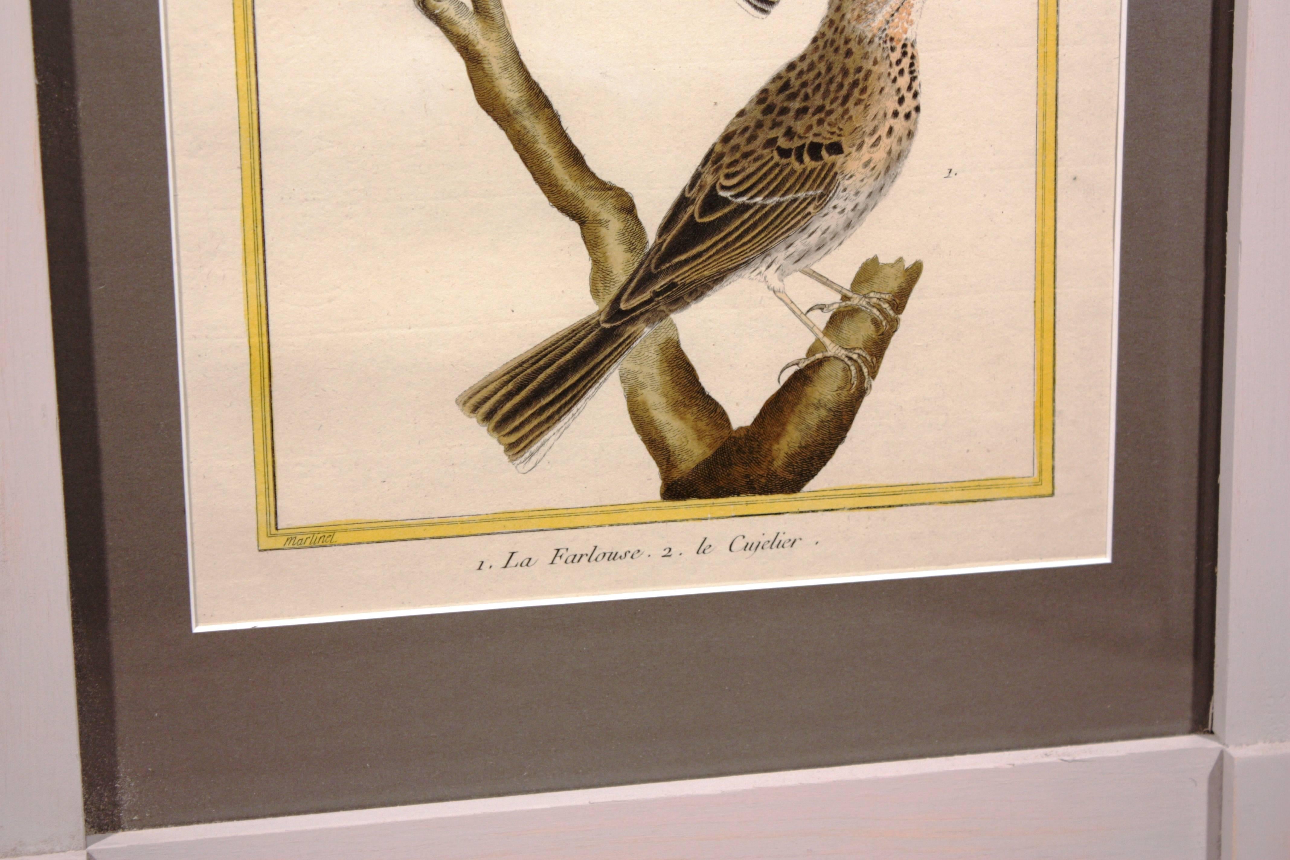 Louis XVI Pair of Martinet Bird Prints