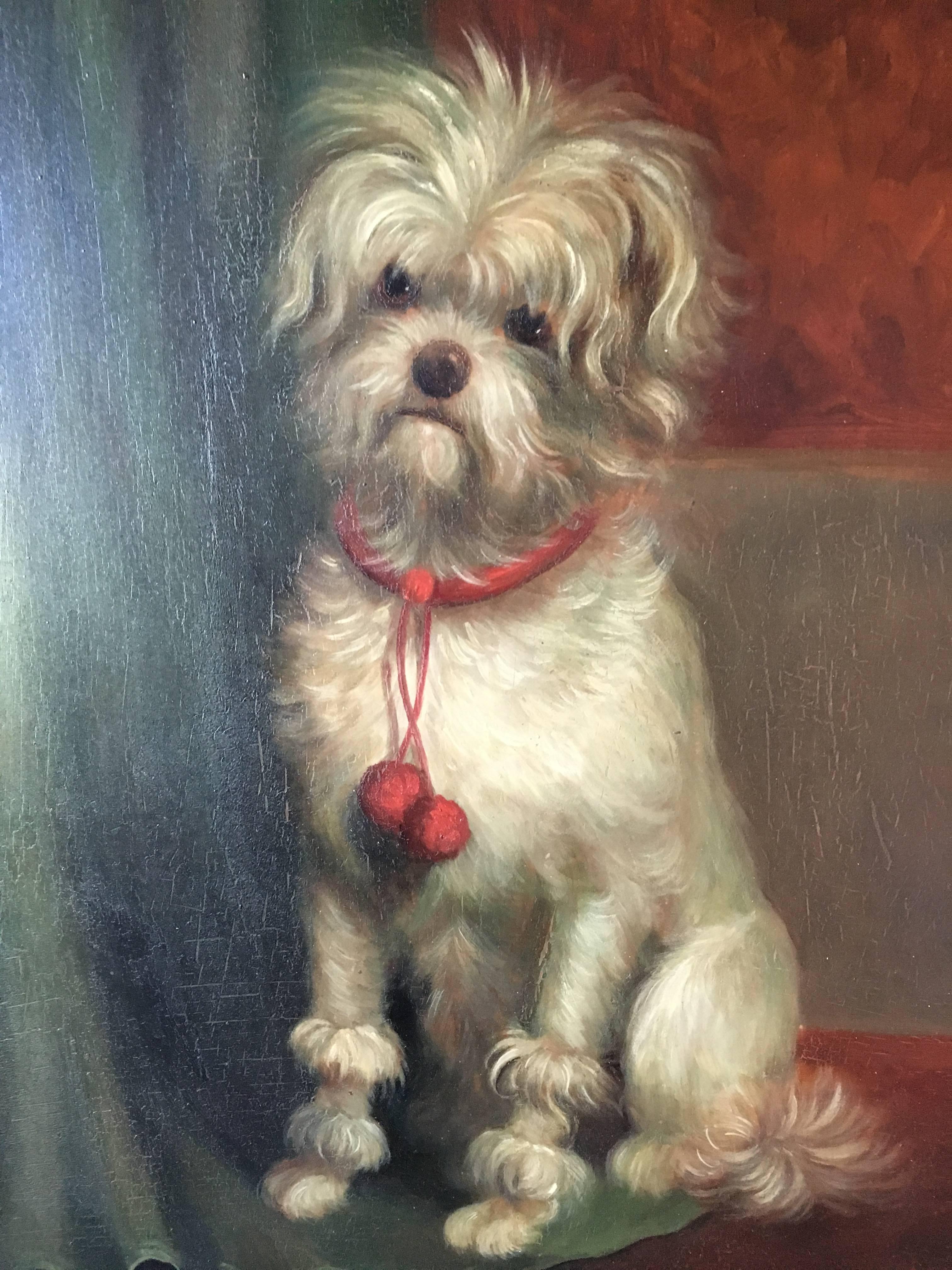 An English School 19th century oil-on-board painting of a very cute Maltese with a red pom pom collar, circa 1870, inscribed on verso 