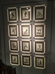Exquisite Set of 24 Monkey Engravings in Frames, circa 1800