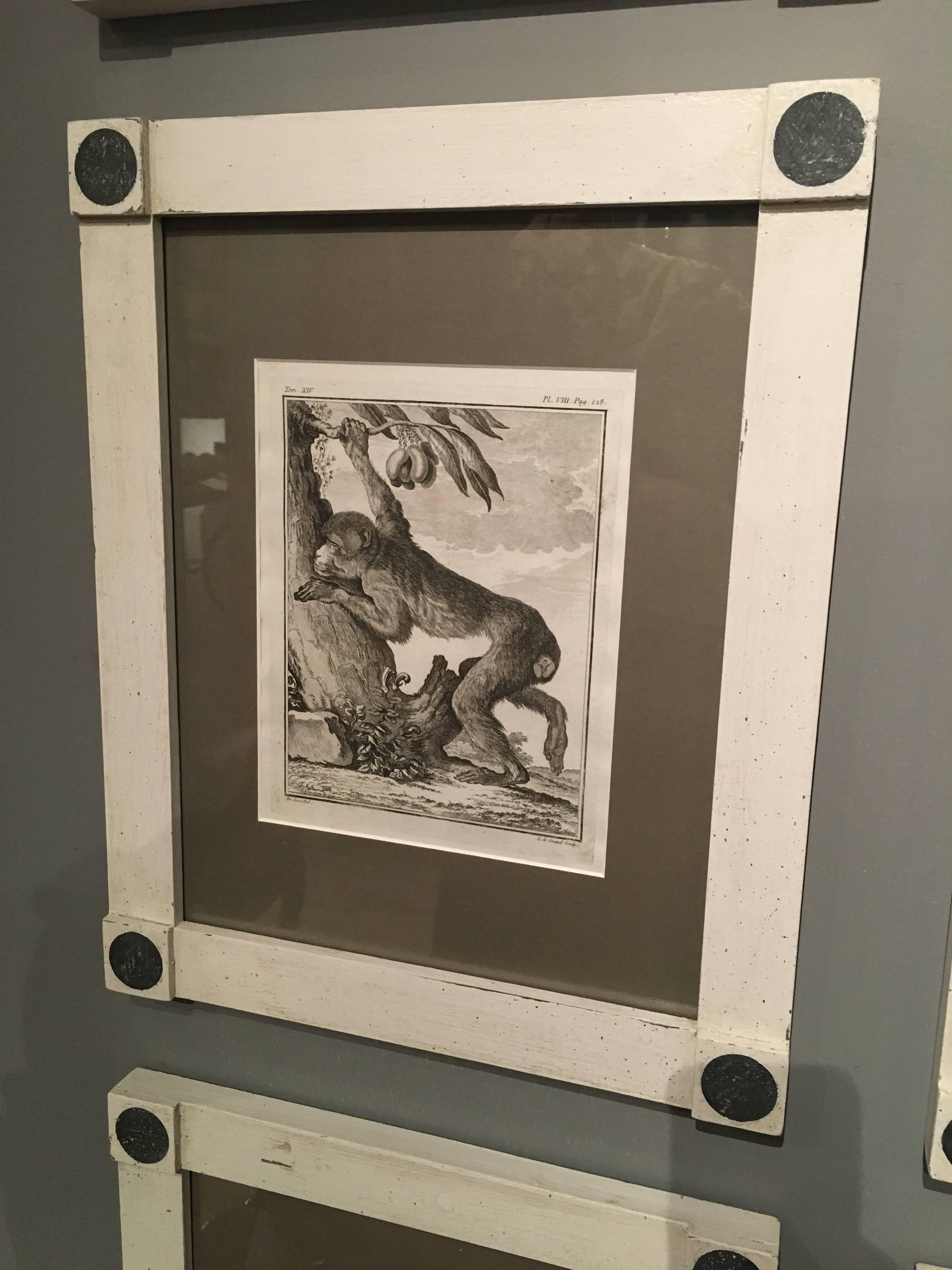 18th Century Exquisite Set of 24 Monkey Engravings in Frames, circa 1800