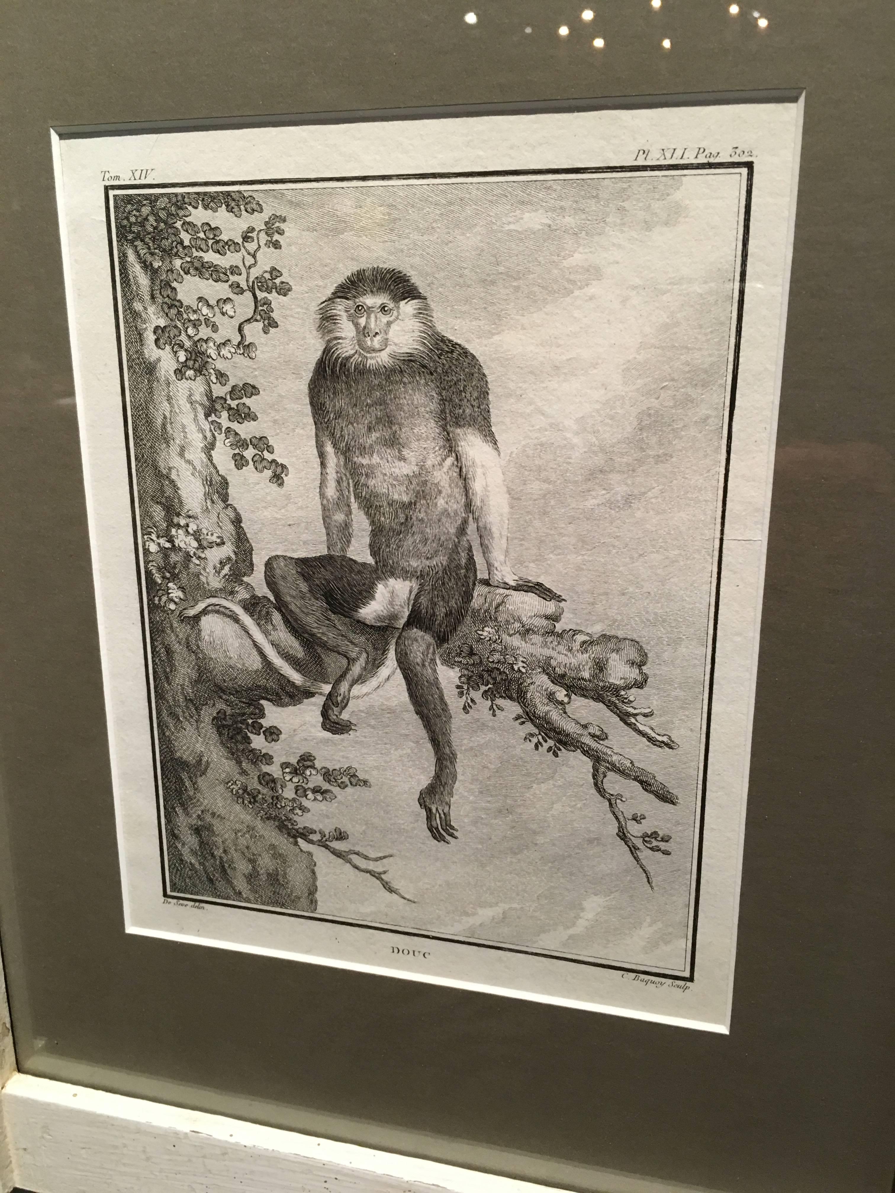 Exquisite Set of 24 Monkey Engravings in Frames, circa 1800 1