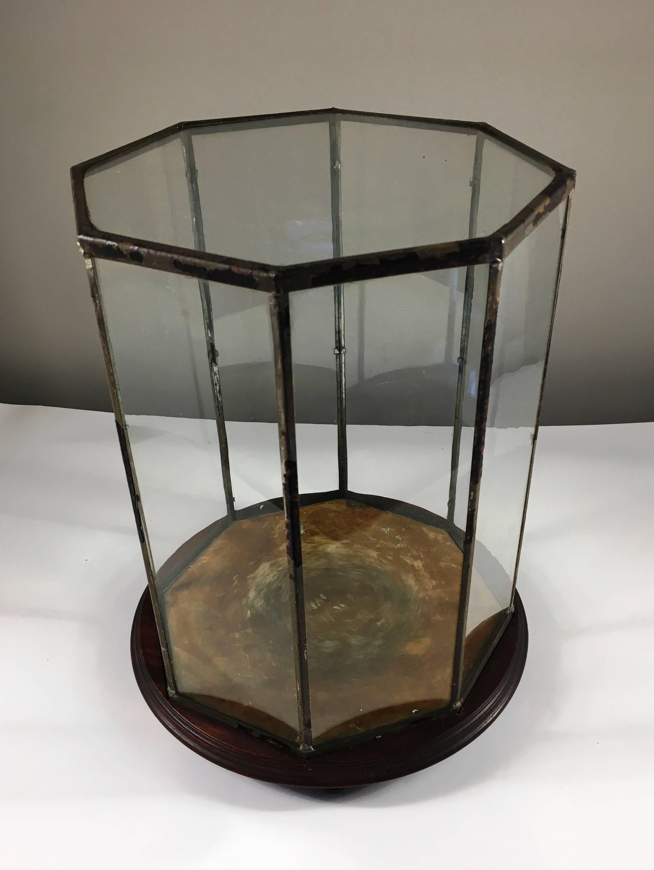 An unusual octagonal-form leaded glass specimen dome on a wood base, circa 1890 with a soldered tole frame.