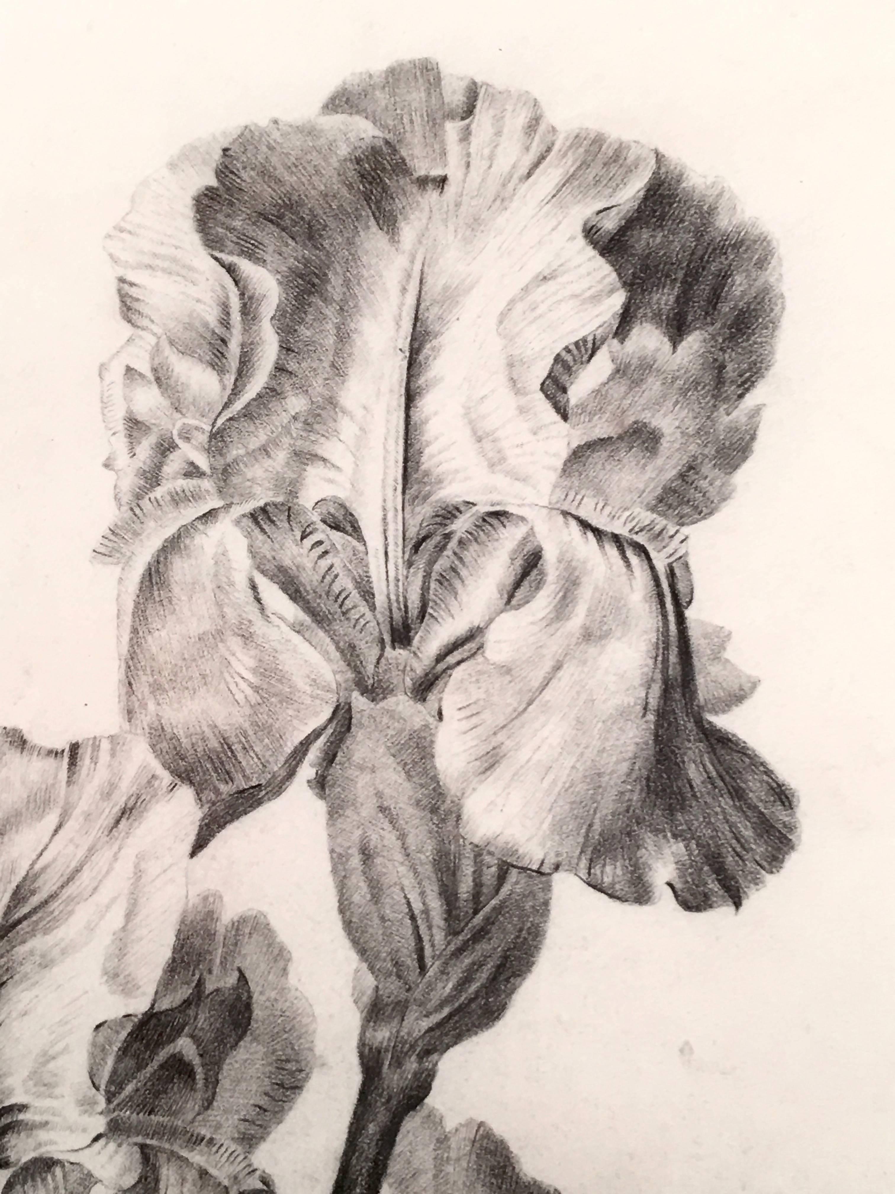 Exquisite Charcoal Drawing of Irises, circa 1837 In Excellent Condition In Essex, MA