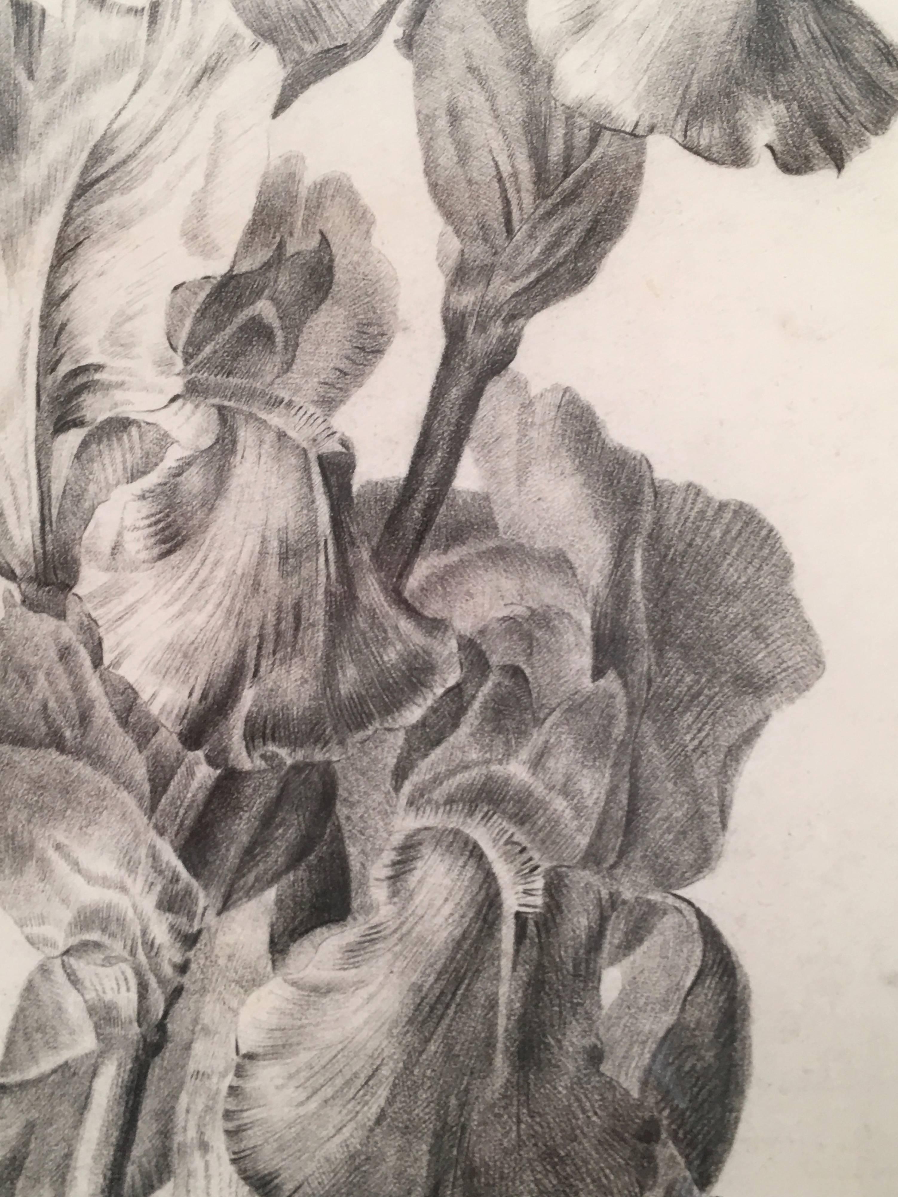 Mid-19th Century Exquisite Charcoal Drawing of Irises, circa 1837