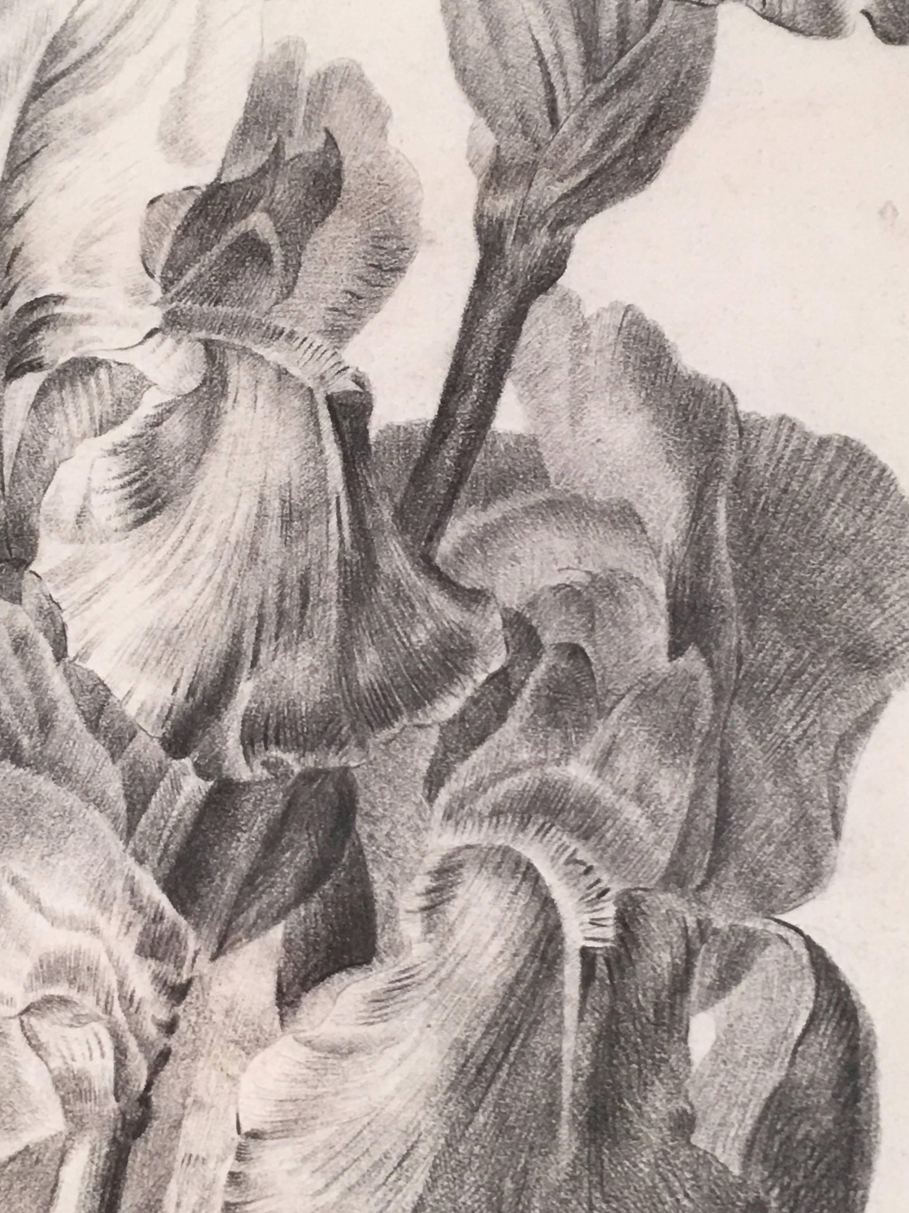 Carved Exquisite Charcoal Drawing of Irises, circa 1837