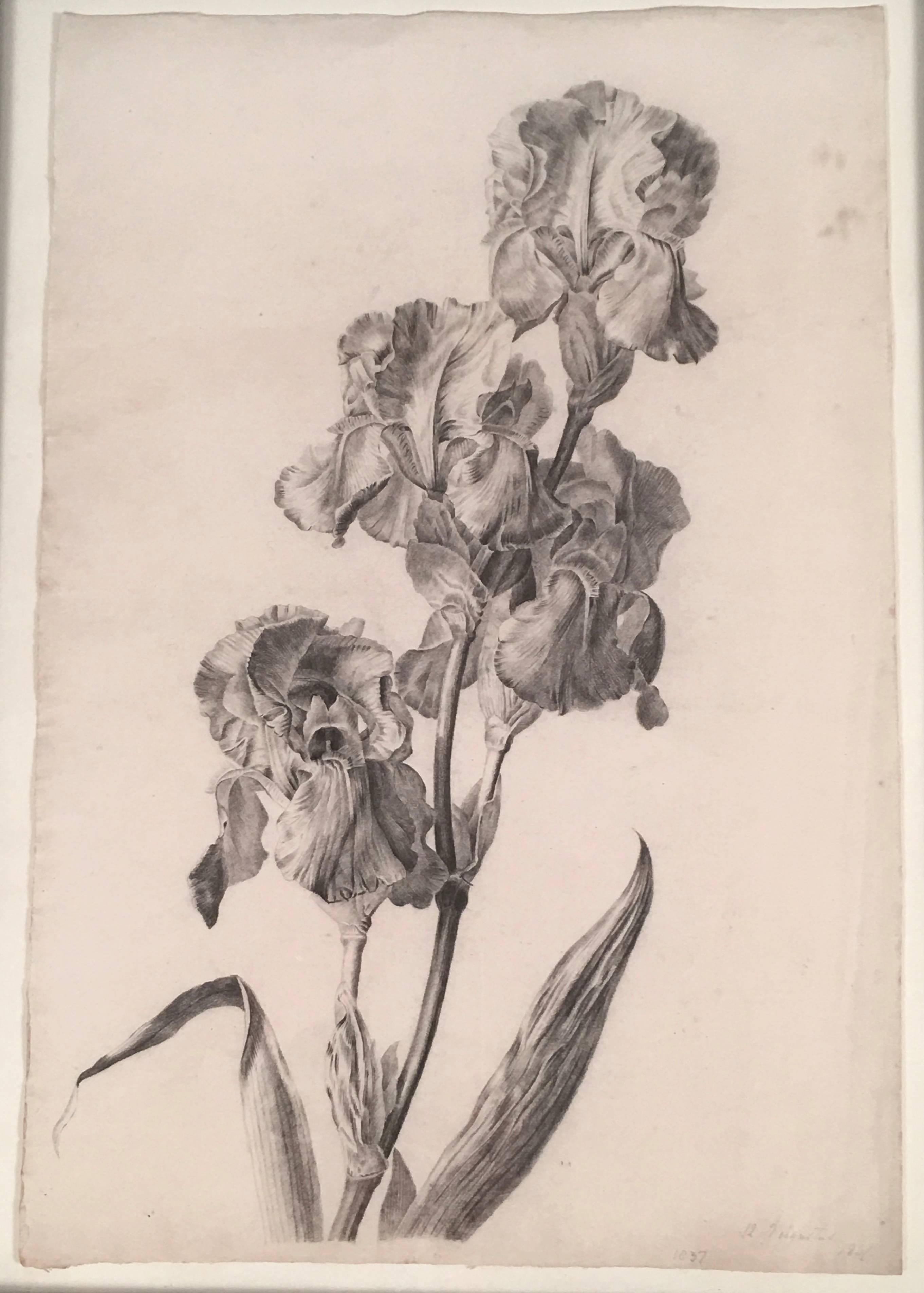 An exquisitely rendered Dutch charcoal drawing, circa 1837, on paper of irises, beautifully observed, dated lower right 