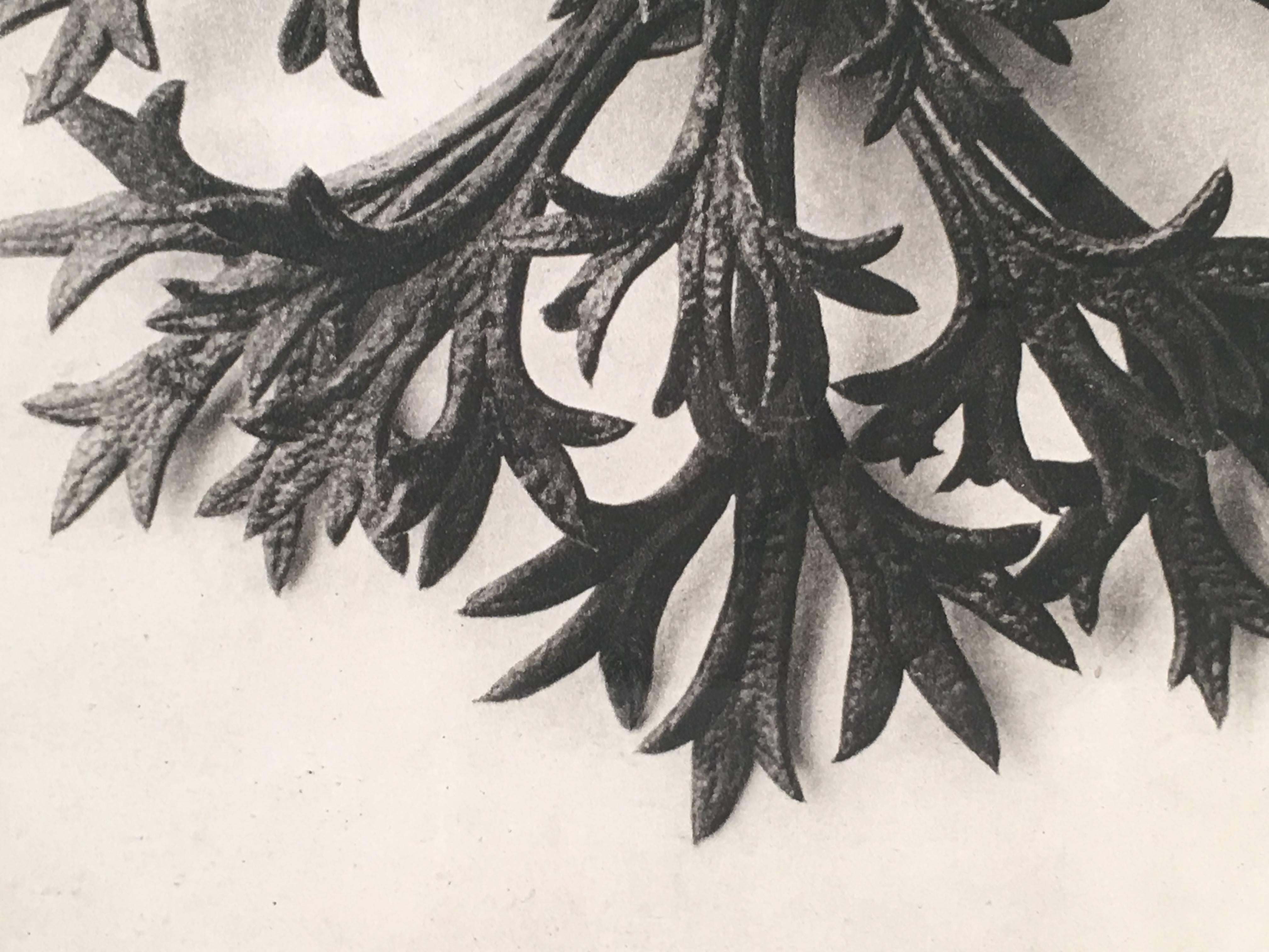 Karl Blossfeldt Plant Photogravure in Carved Leaf Frame In Excellent Condition In Essex, MA