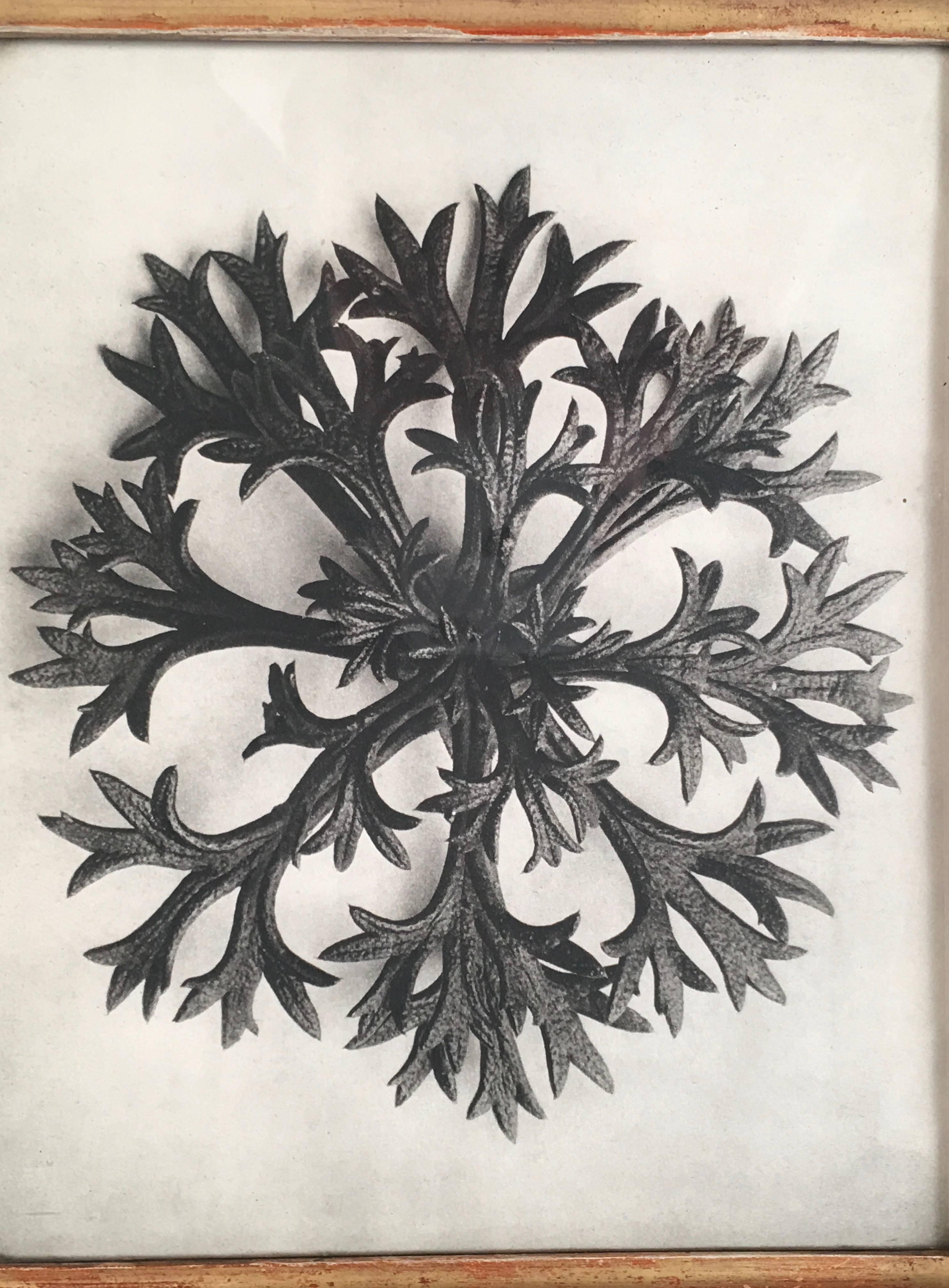 German Karl Blossfeldt Plant Photogravure in Carved Leaf Frame