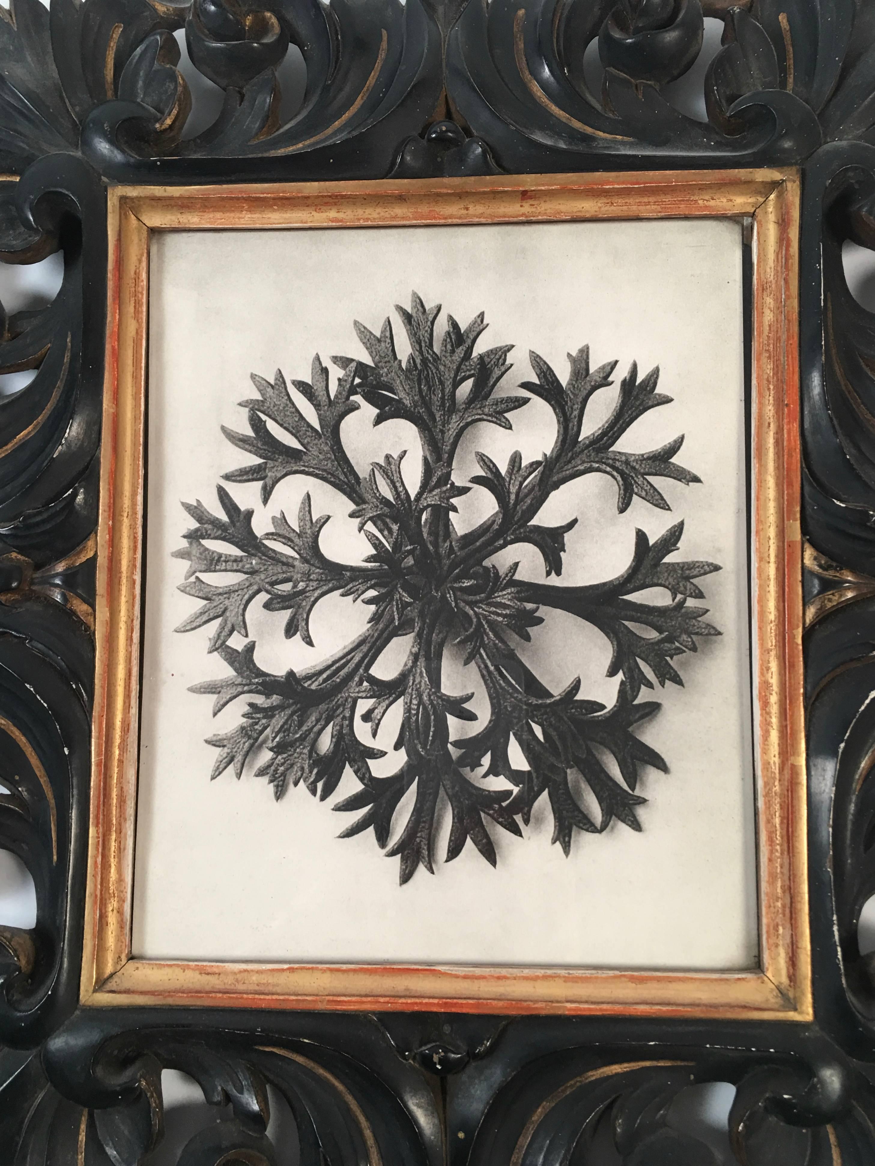 A Karl Blossfeldt (German, 1865-1932) photogravure of an enlarged leaf rosette in a 19th century Spanish style carved wood frame from Paris. The plant depicted is Saxifrage Wilkommiana, (William's saxifrage), a leaf-rosette, which has been enlarged