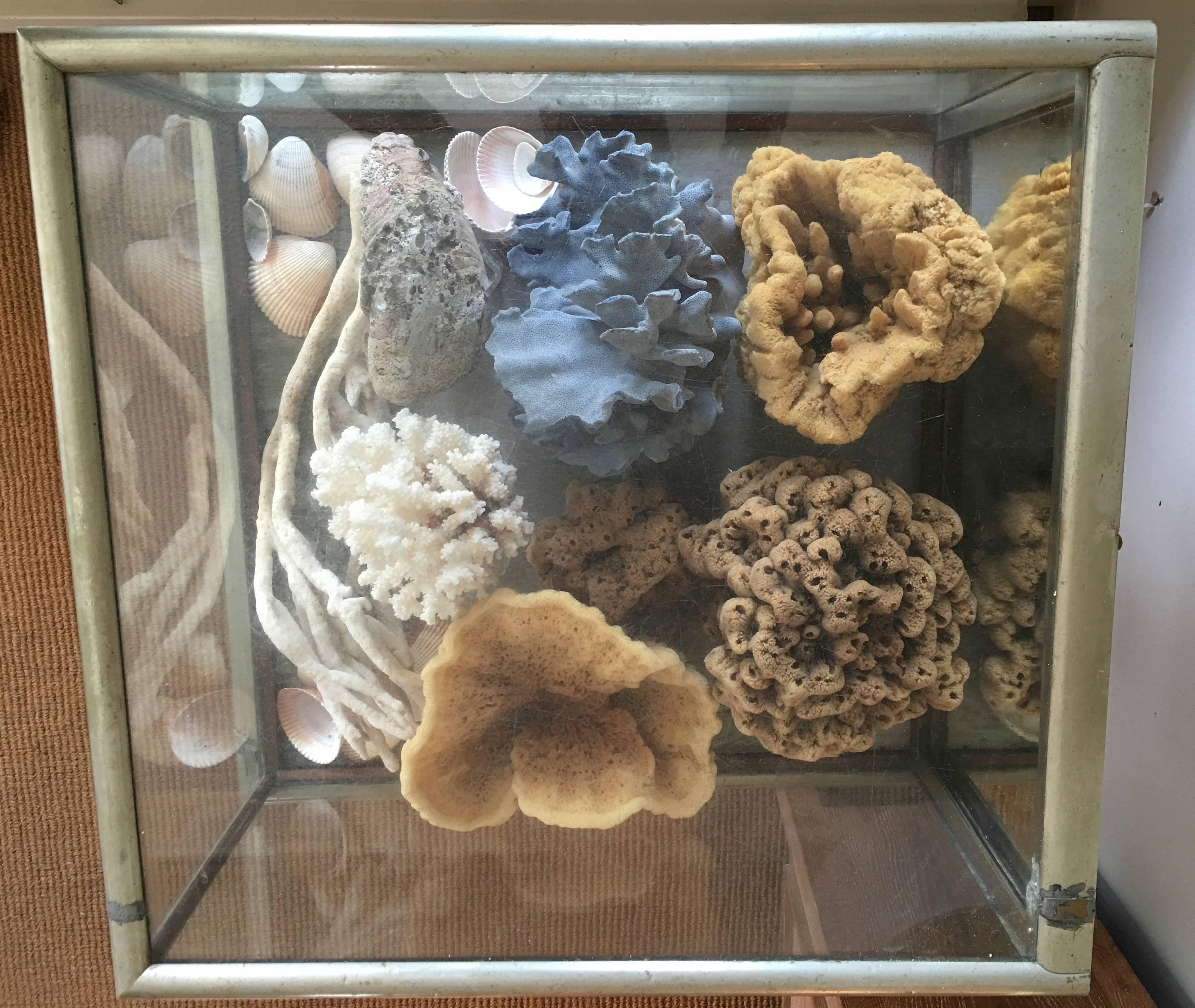 A  fabulous large, rectangular 19th century table top display case in nickel and glass, filled with a variety of old, legally collected sponges, with blue and white coral abalone and other small sea shells. The cabinet has a mirror paneled door on