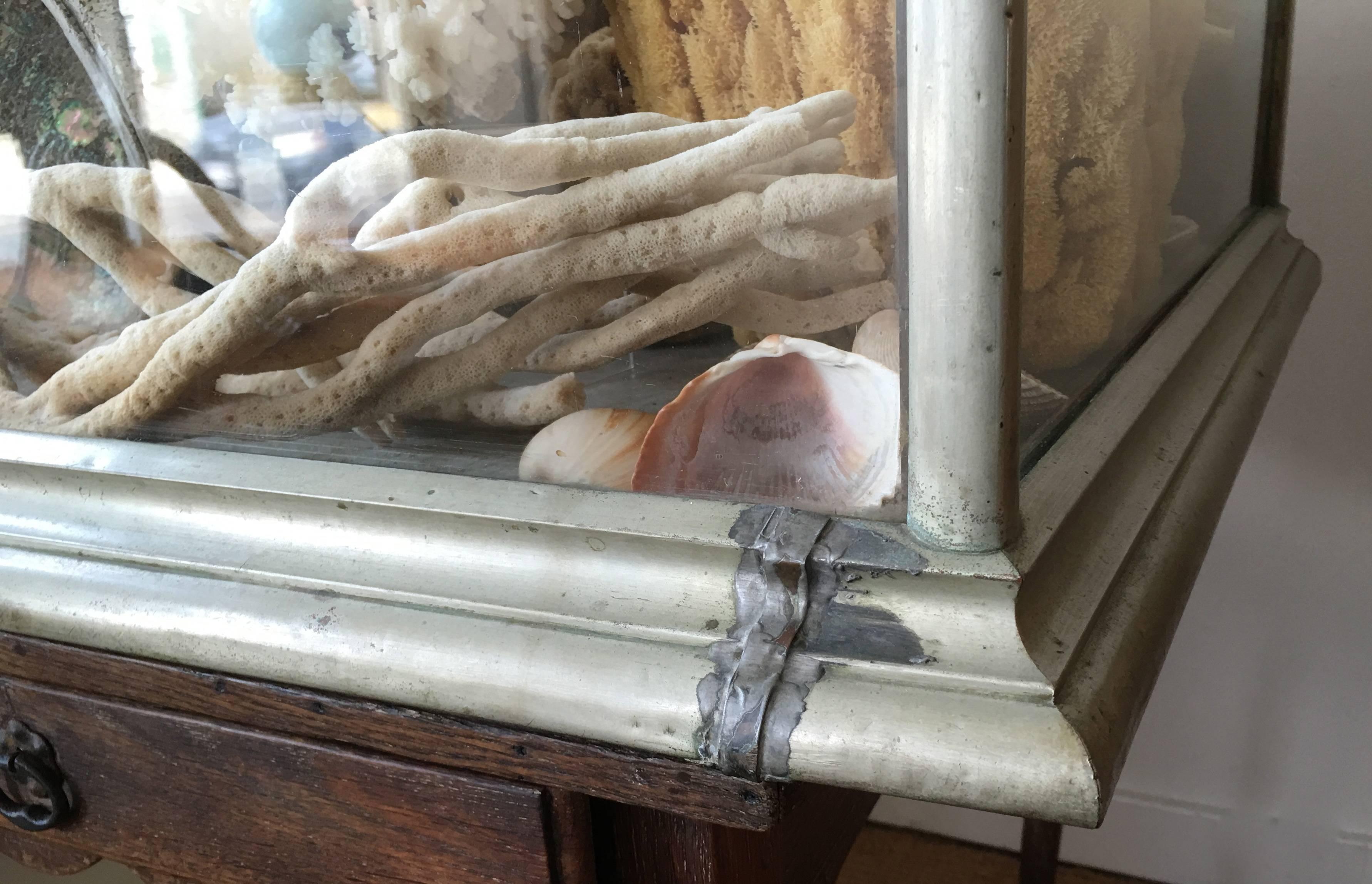 Large 19th Century Display Case Filled with Sponges and Coral 3