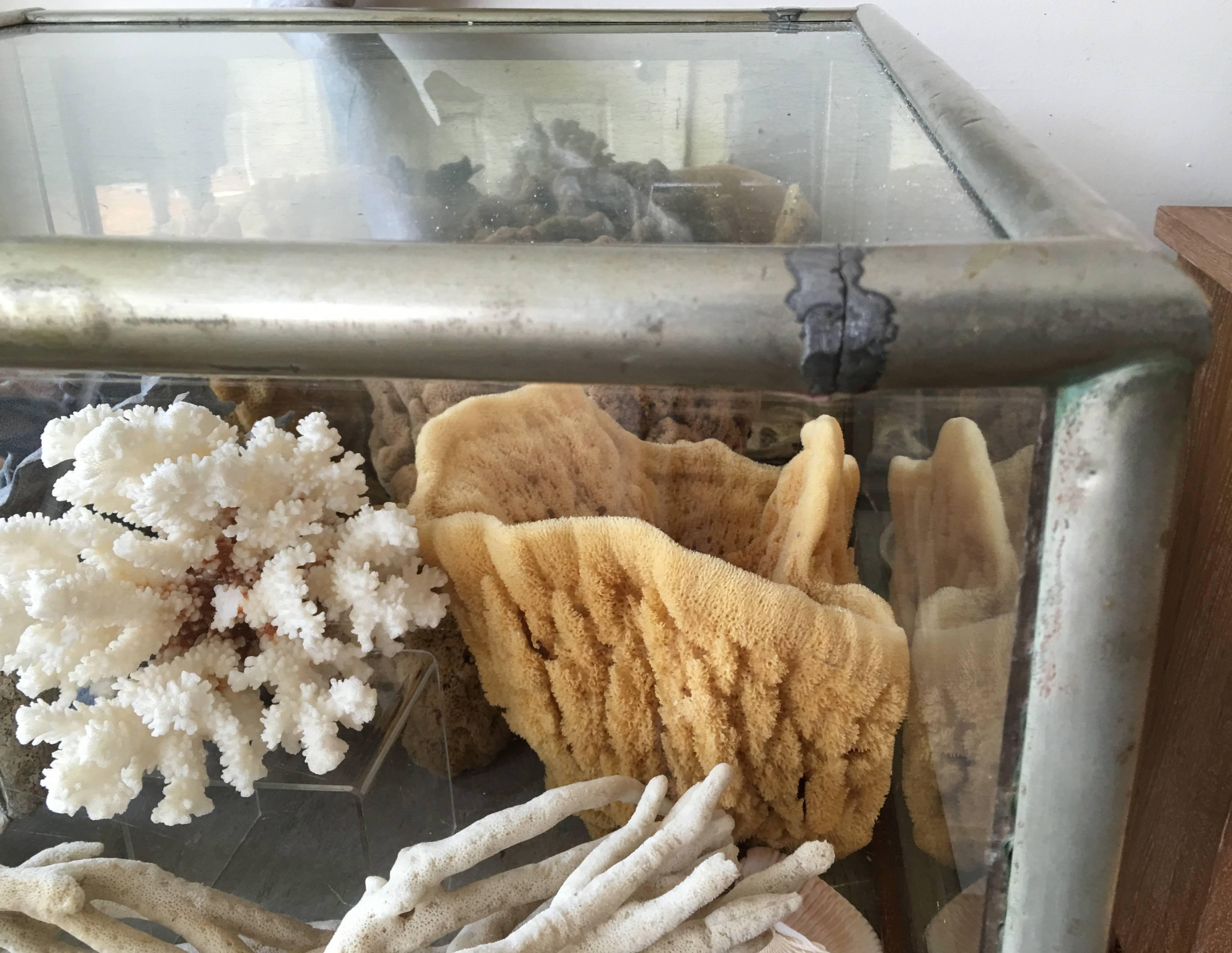 Large 19th Century Display Case Filled with Sponges and Coral 2