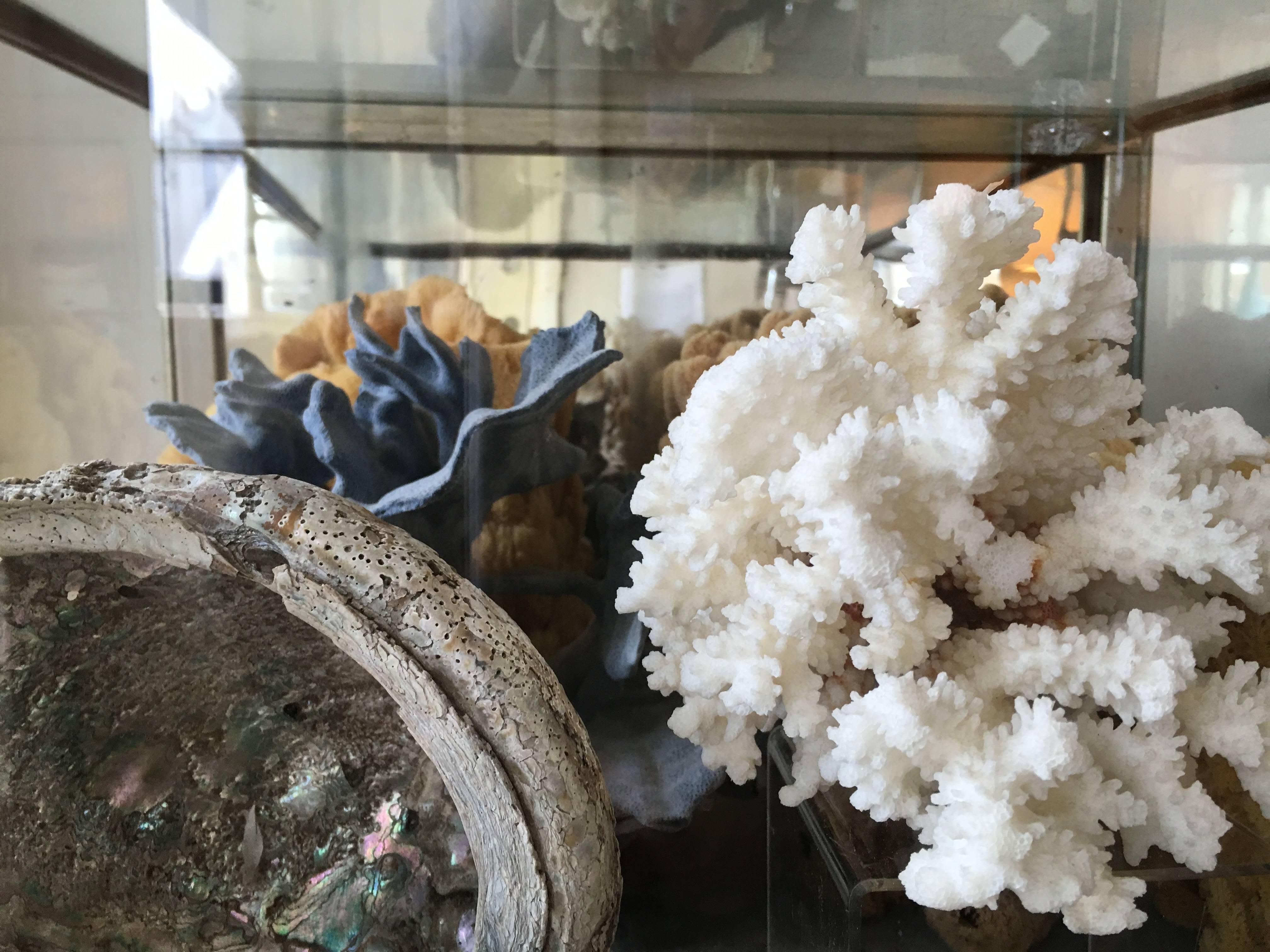 Large 19th Century Display Case Filled with Sponges and Coral 5