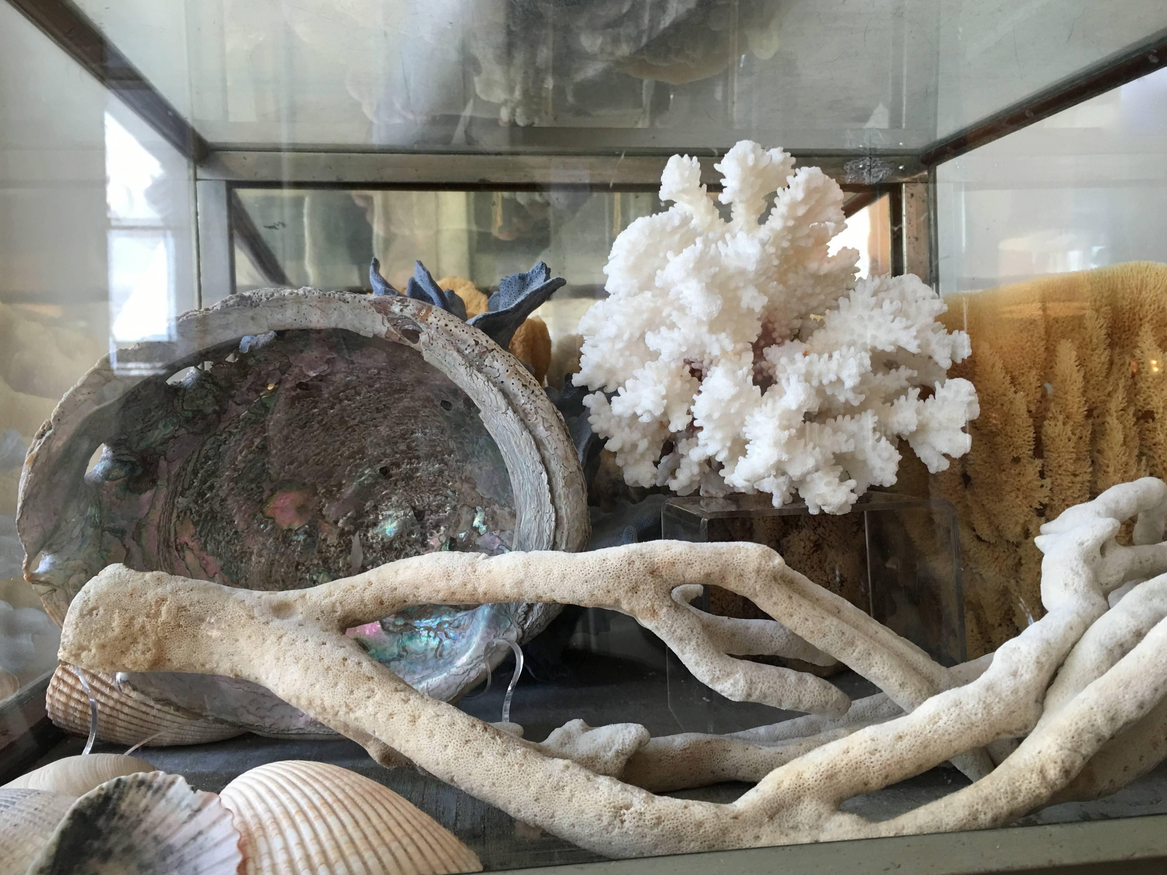 Large 19th Century Display Case Filled with Sponges and Coral In Good Condition In Essex, MA