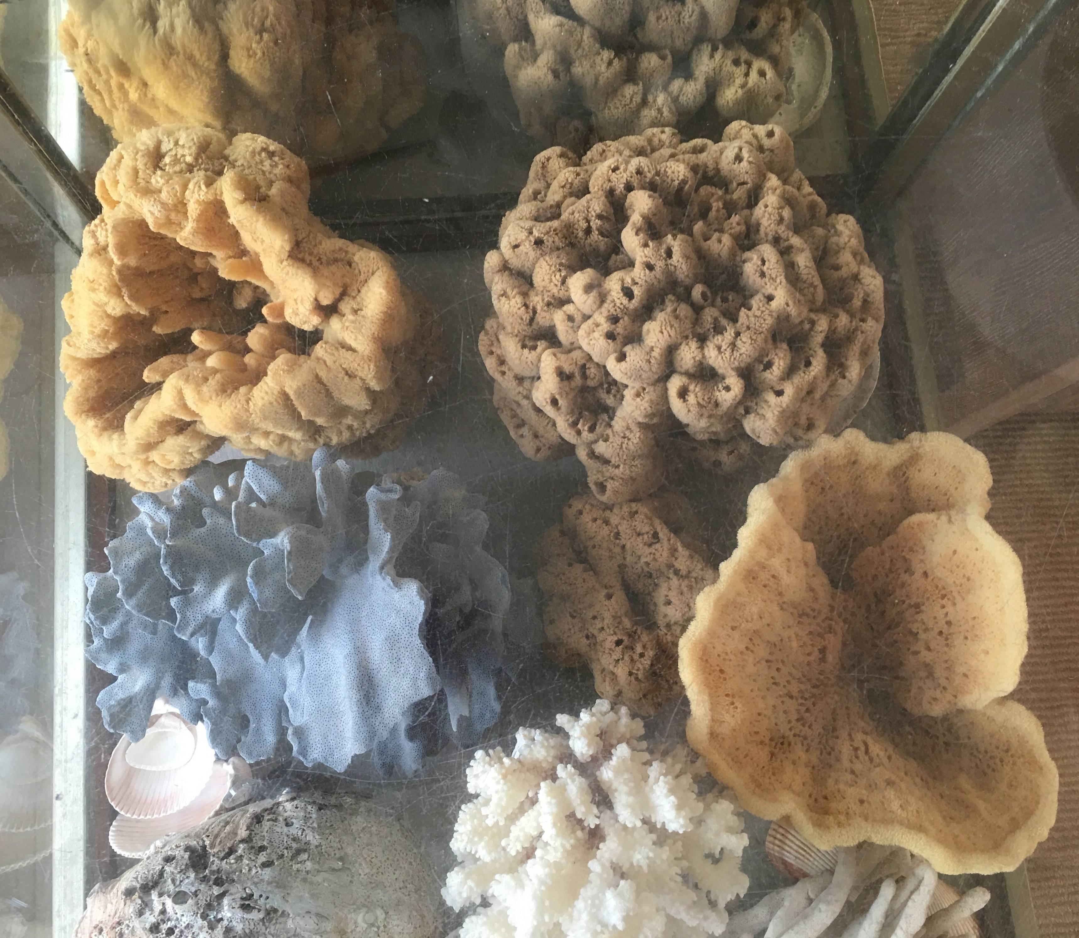 Large 19th Century Display Case Filled with Sponges and Coral 1
