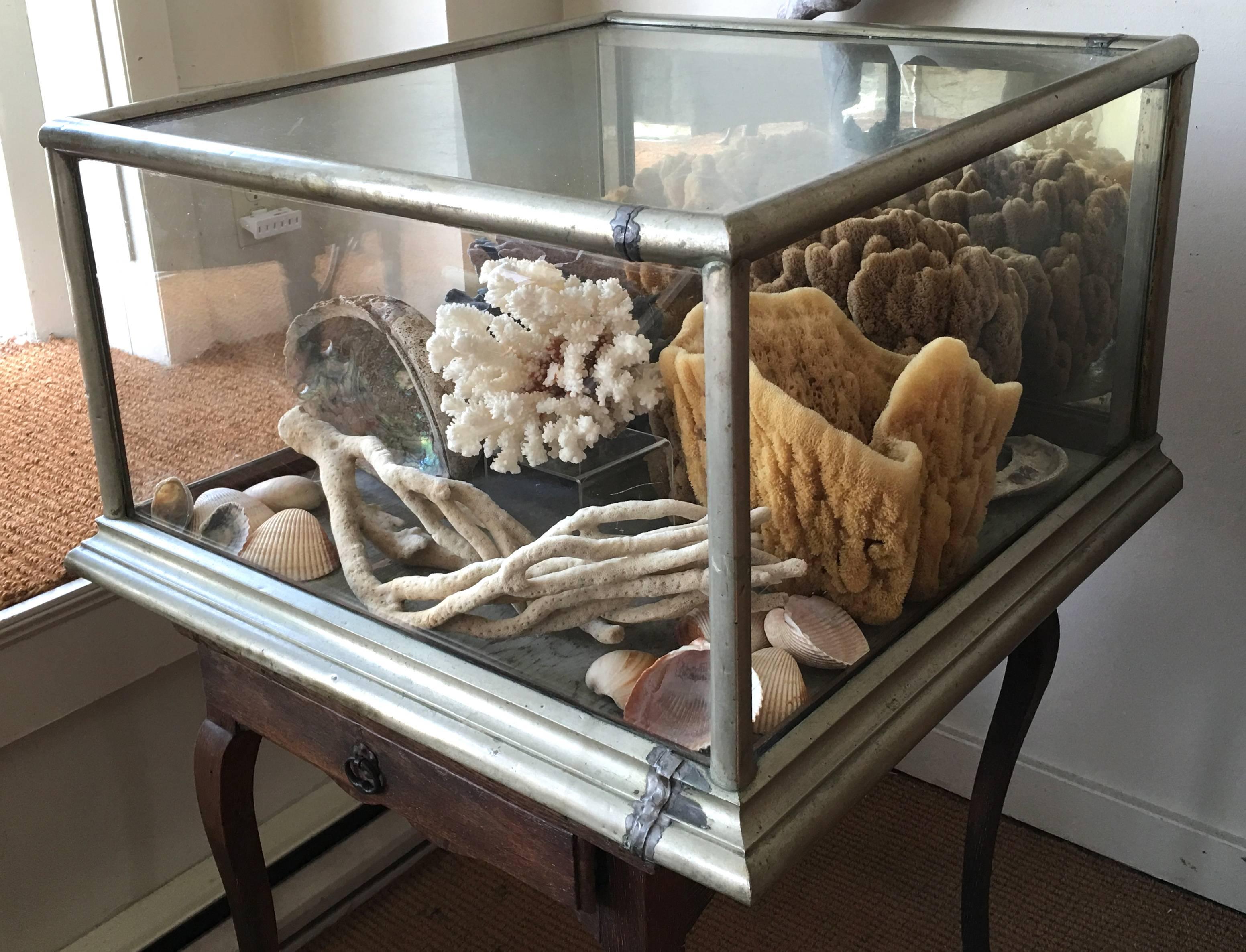 American Large 19th Century Display Case Filled with Sponges and Coral