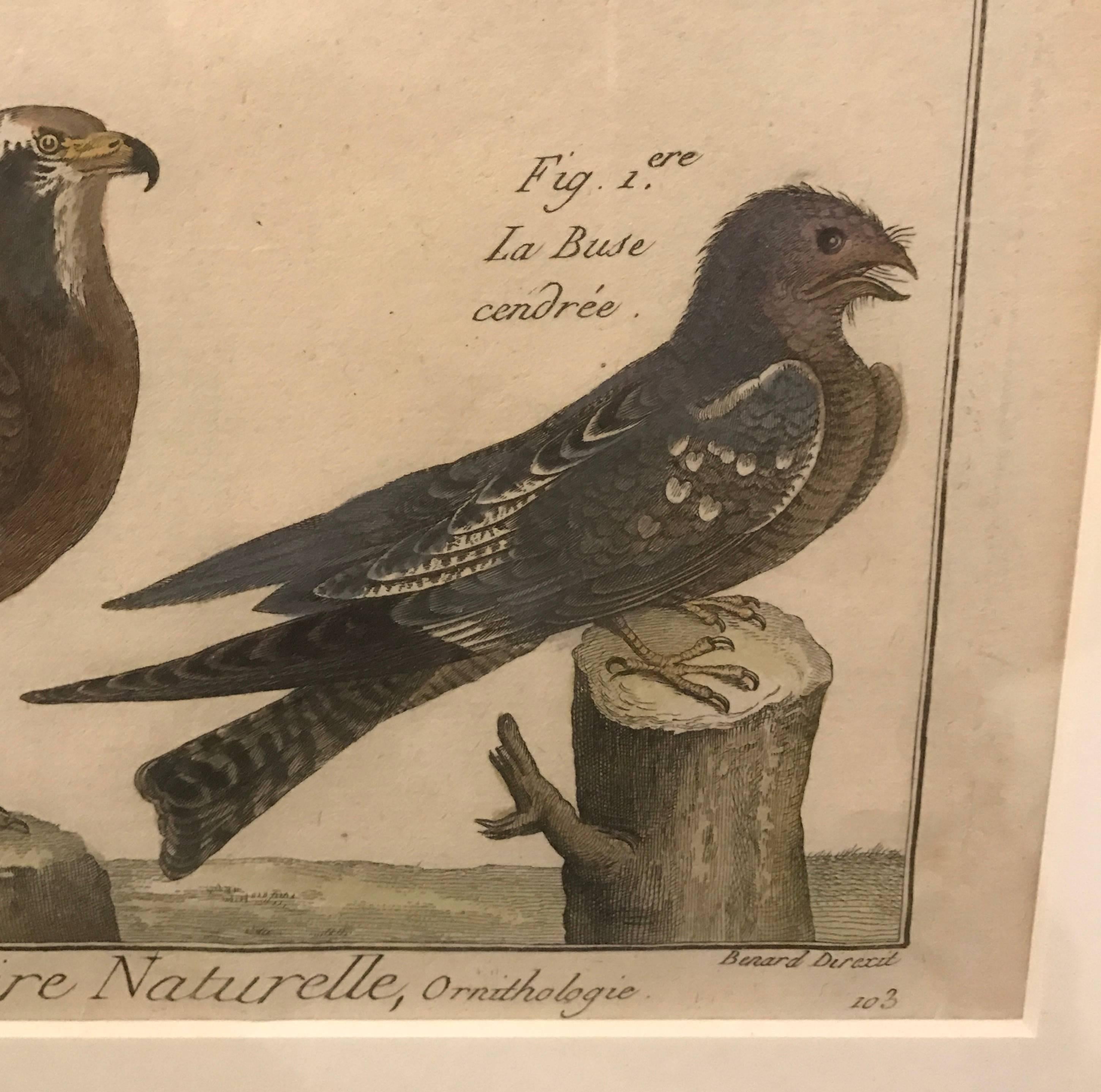 19th century histoire naturelle hawks print 