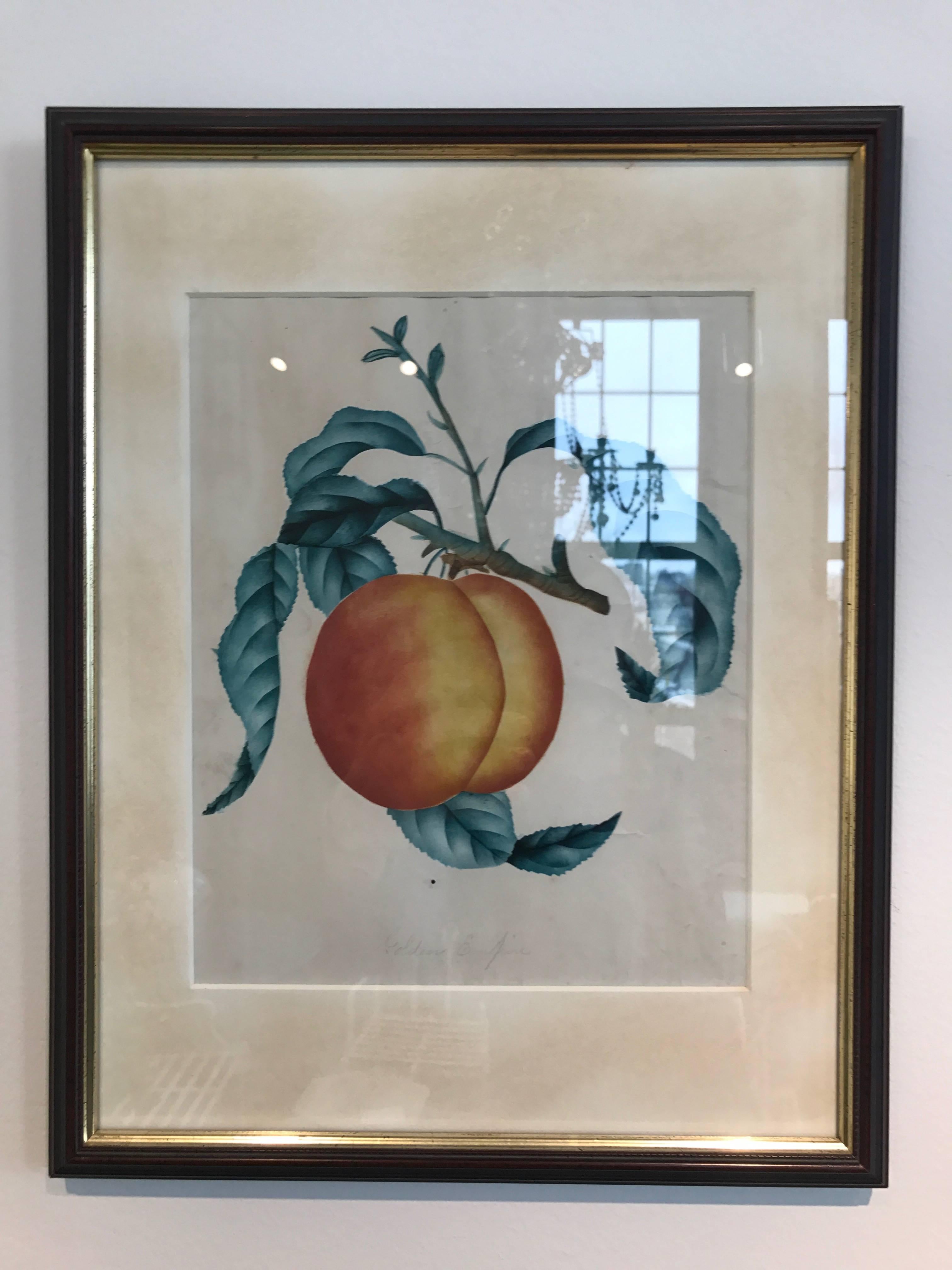 Set of 12, 19th century watercolors of fruit studies, custom matted and framed.