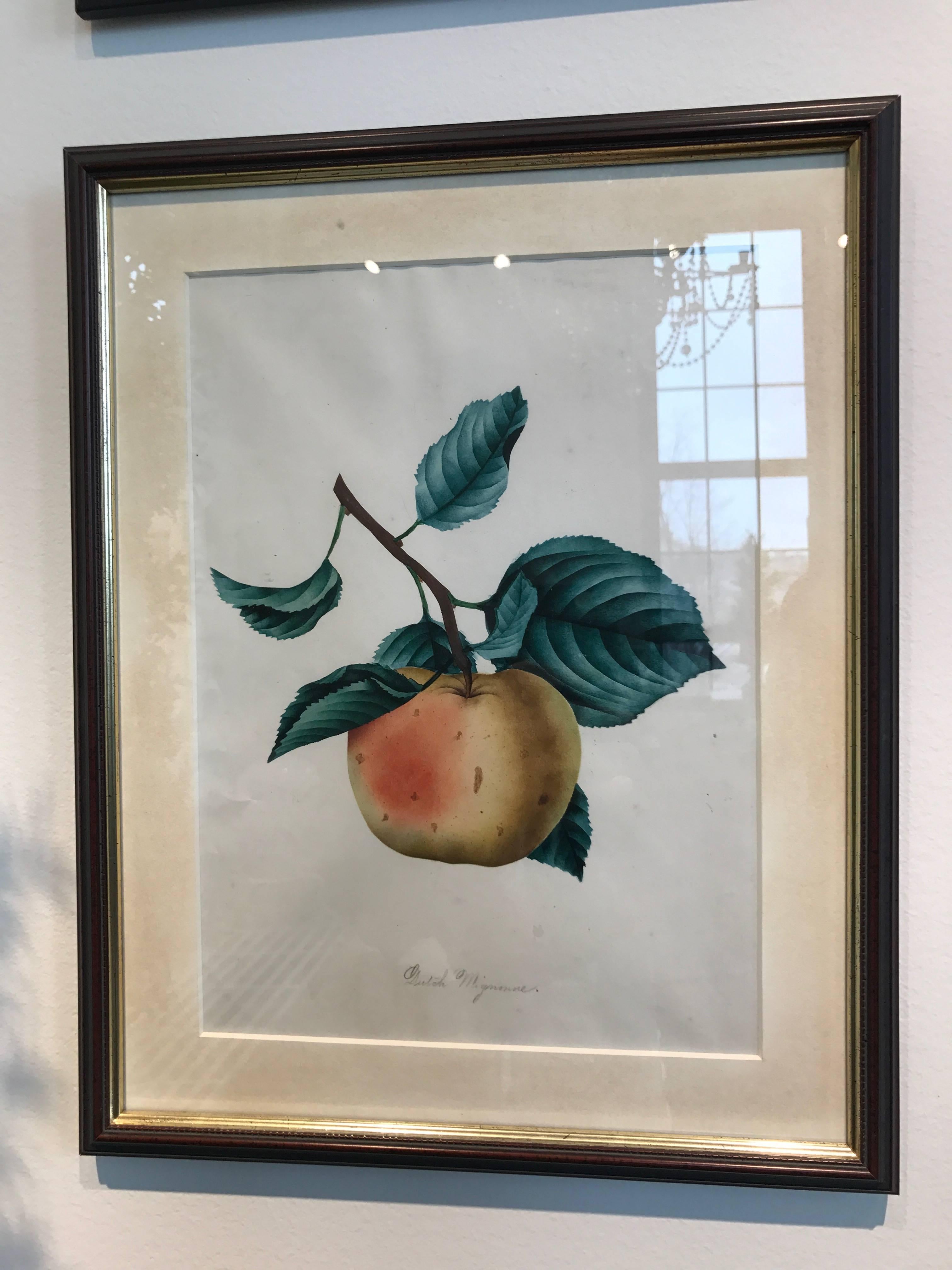 American 19th Century Set of 12 Watercolors of Fruit Studies