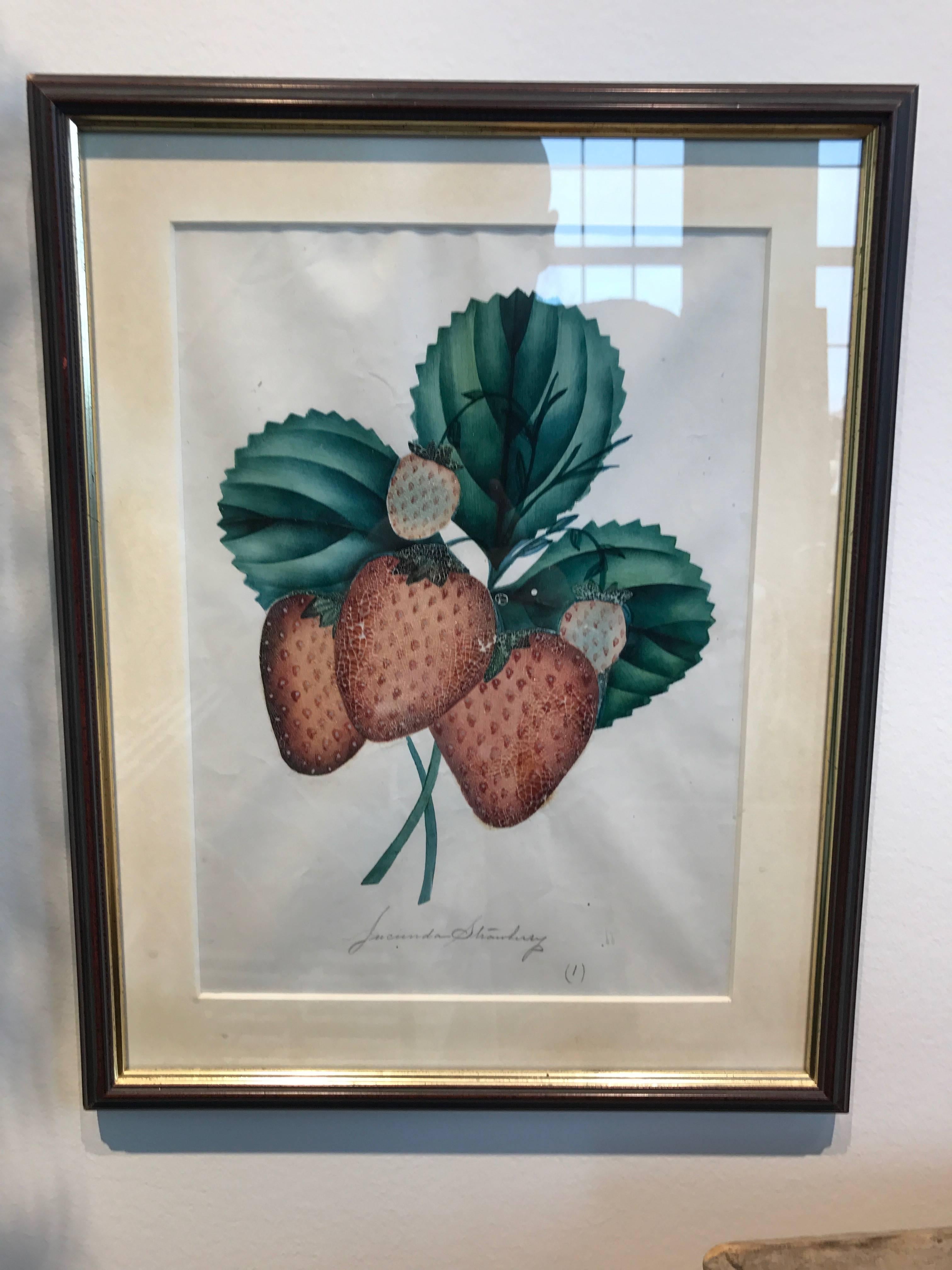19th Century Set of 12 Watercolors of Fruit Studies 3