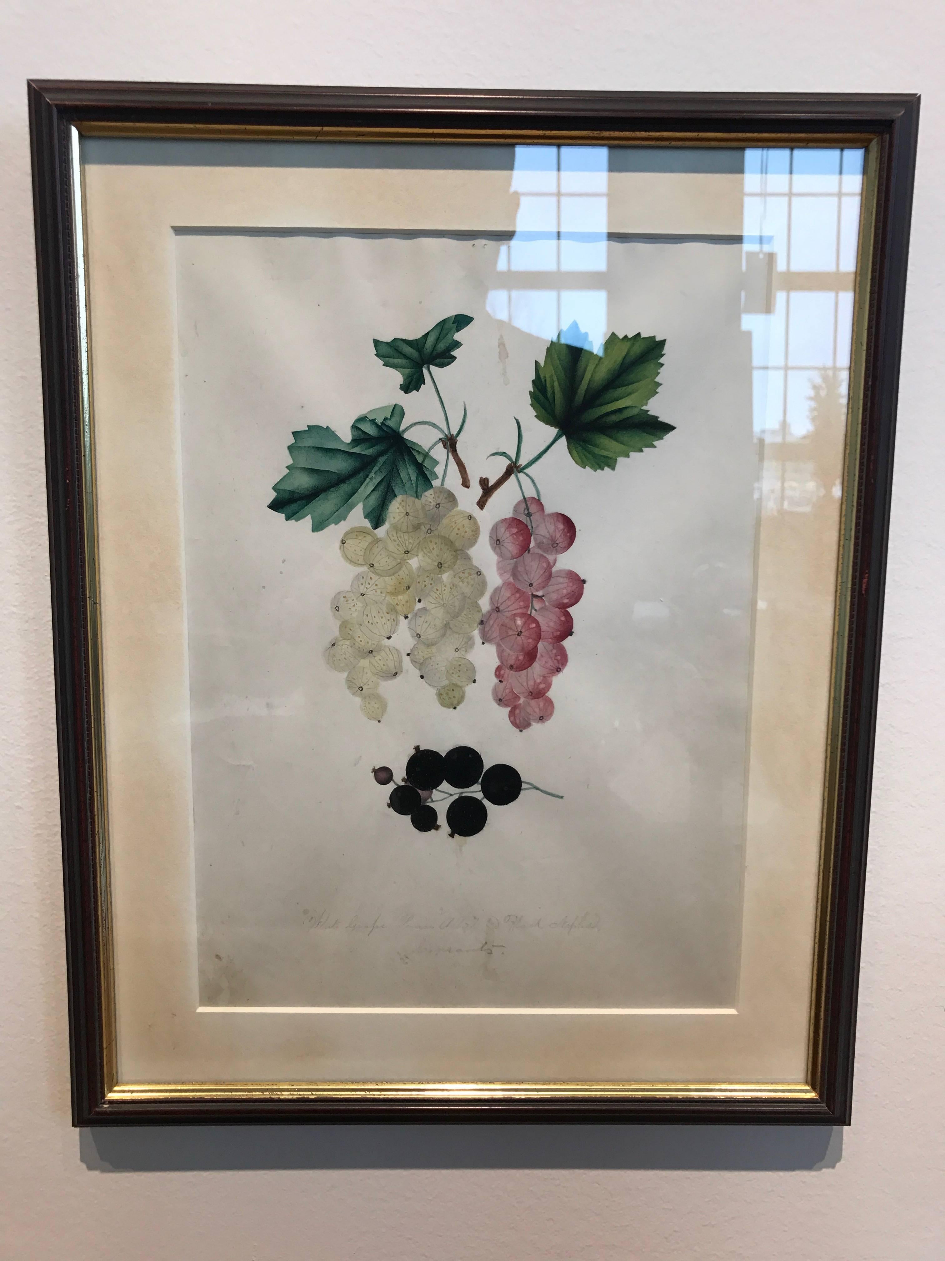 19th Century Set of 12 Watercolors of Fruit Studies 4
