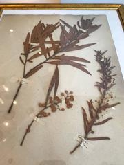 French Dried Botanical in Gilt Frame