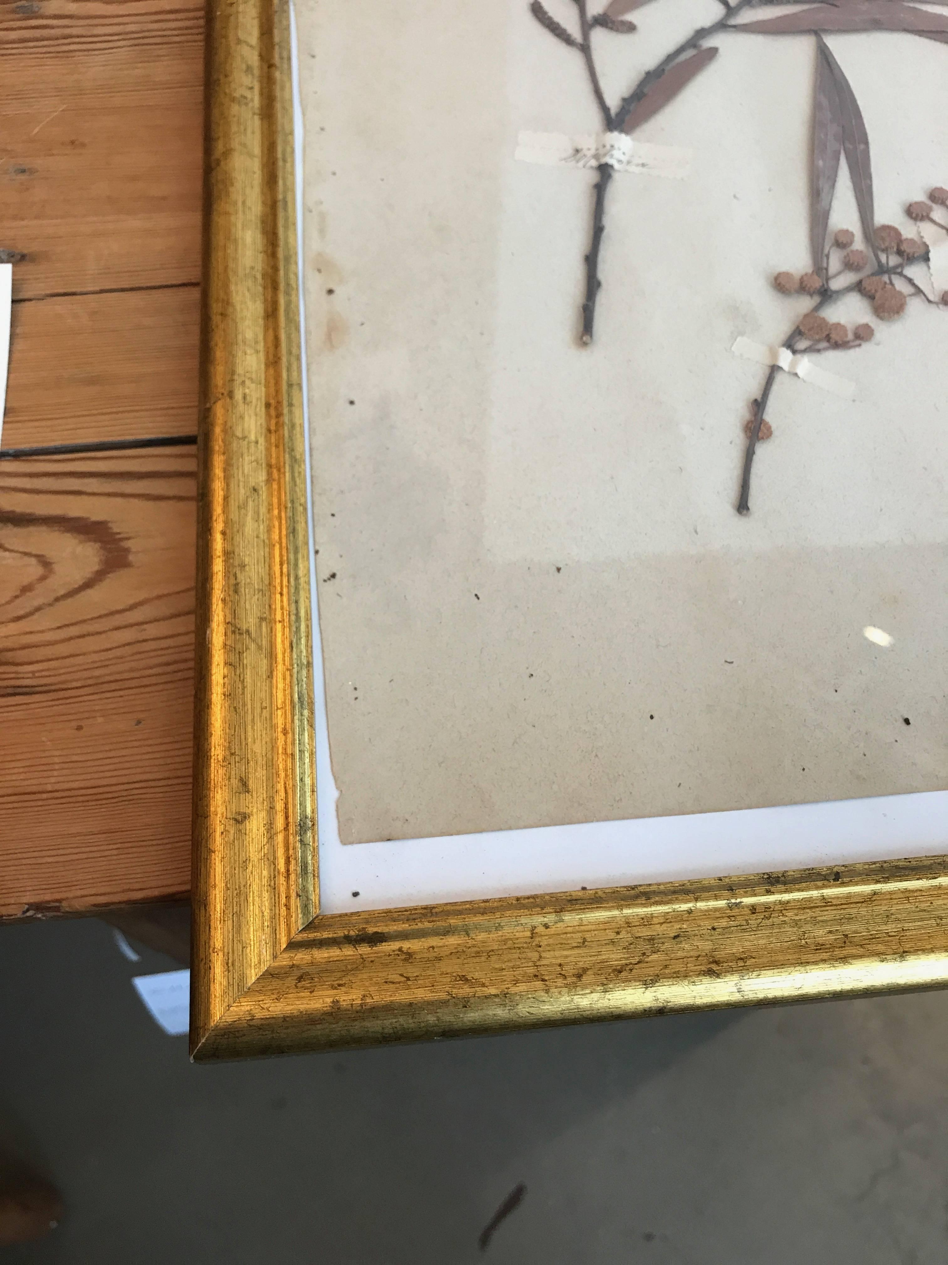 French Dried Botanical in Gilt Frame In Excellent Condition For Sale In Boston, MA