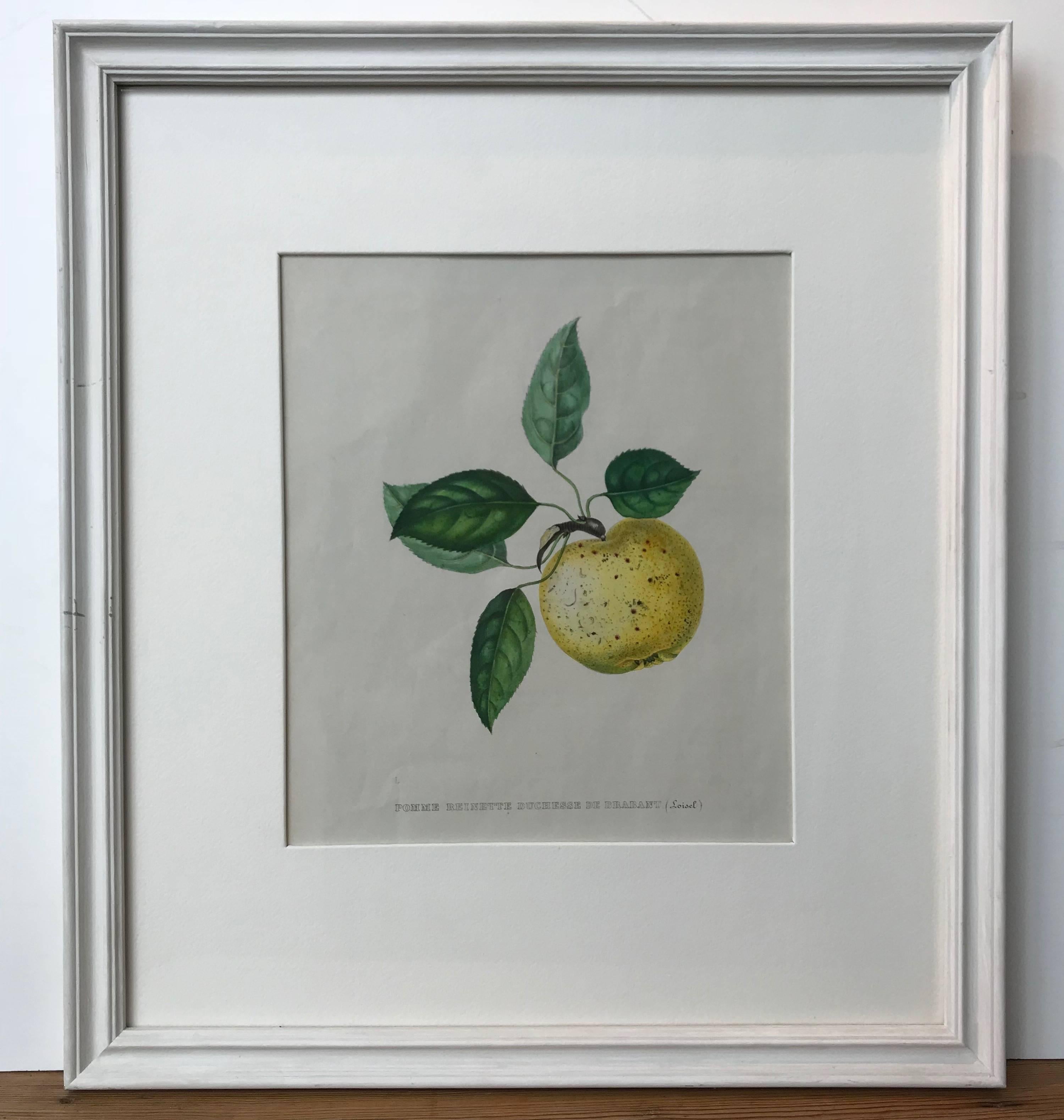 European 19th Century Set of Three Hand-Colored Fruit Lithographs For Sale