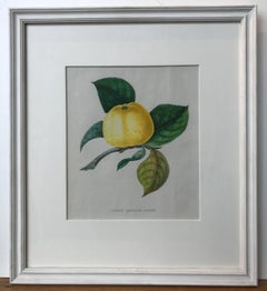 19th Century Set of Three Hand-Colored Fruit Lithographs