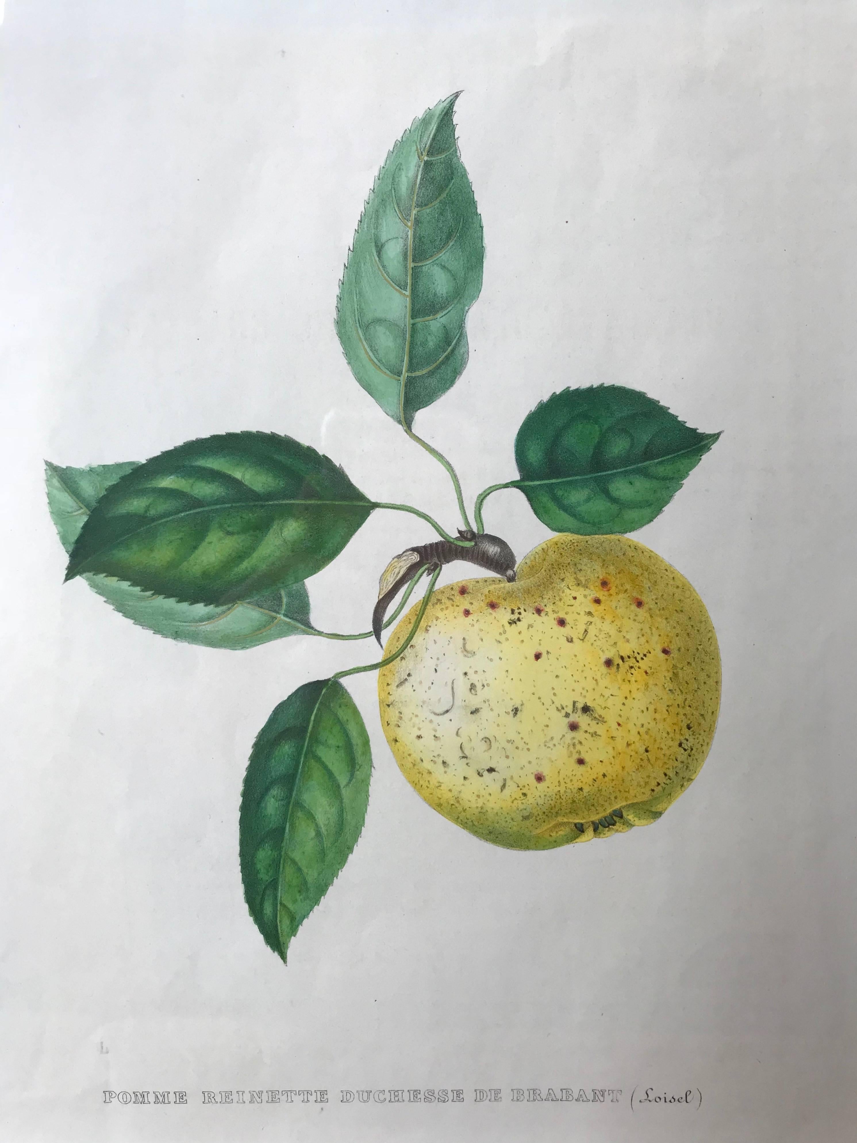 19th Century Set of Three Hand-Colored Fruit Lithographs For Sale 1