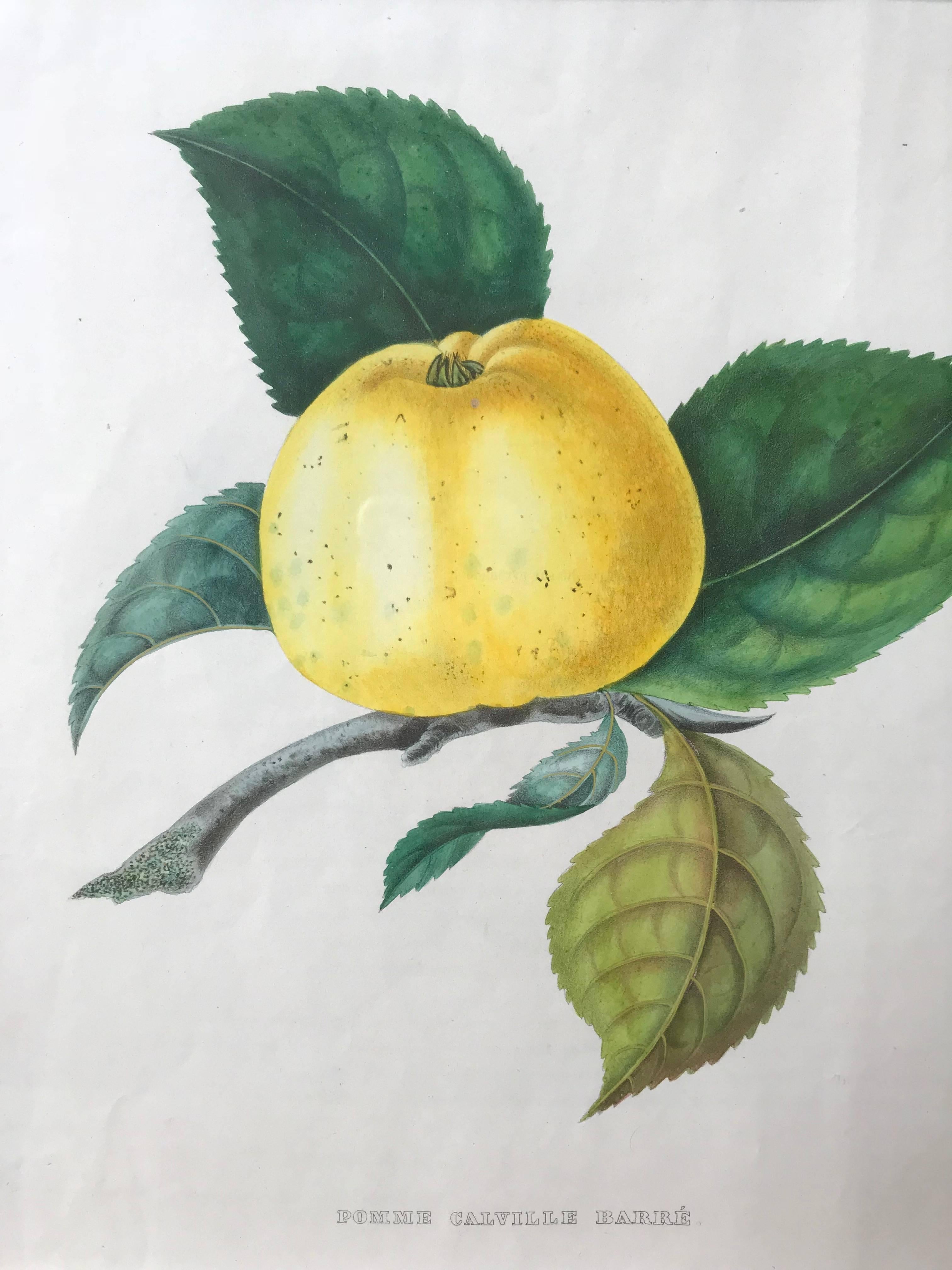 Paper 19th Century Set of Three Hand-Colored Fruit Lithographs For Sale