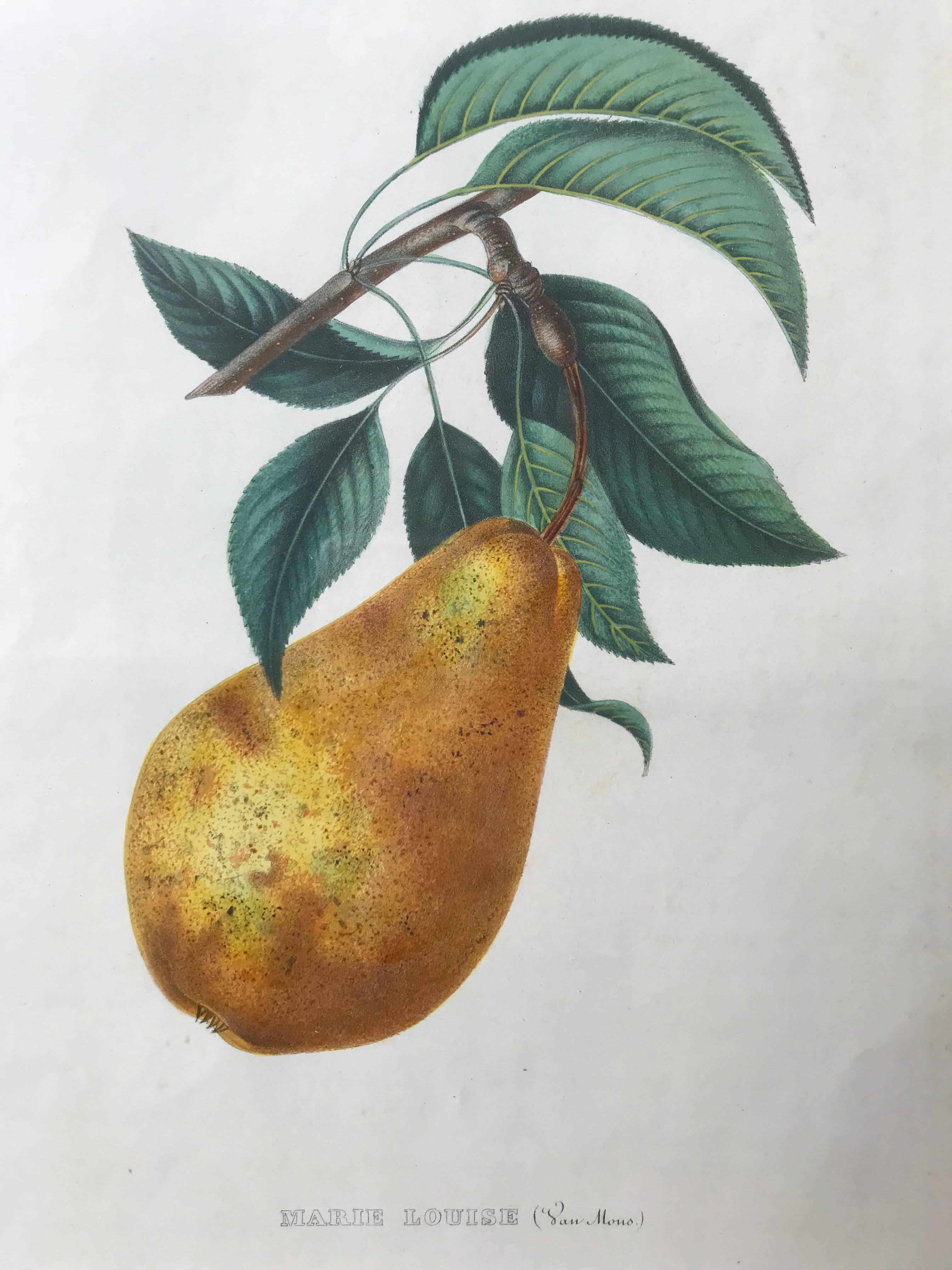 19th Century Set of Three Hand-Colored Fruit Lithographs In Good Condition For Sale In Boston, MA