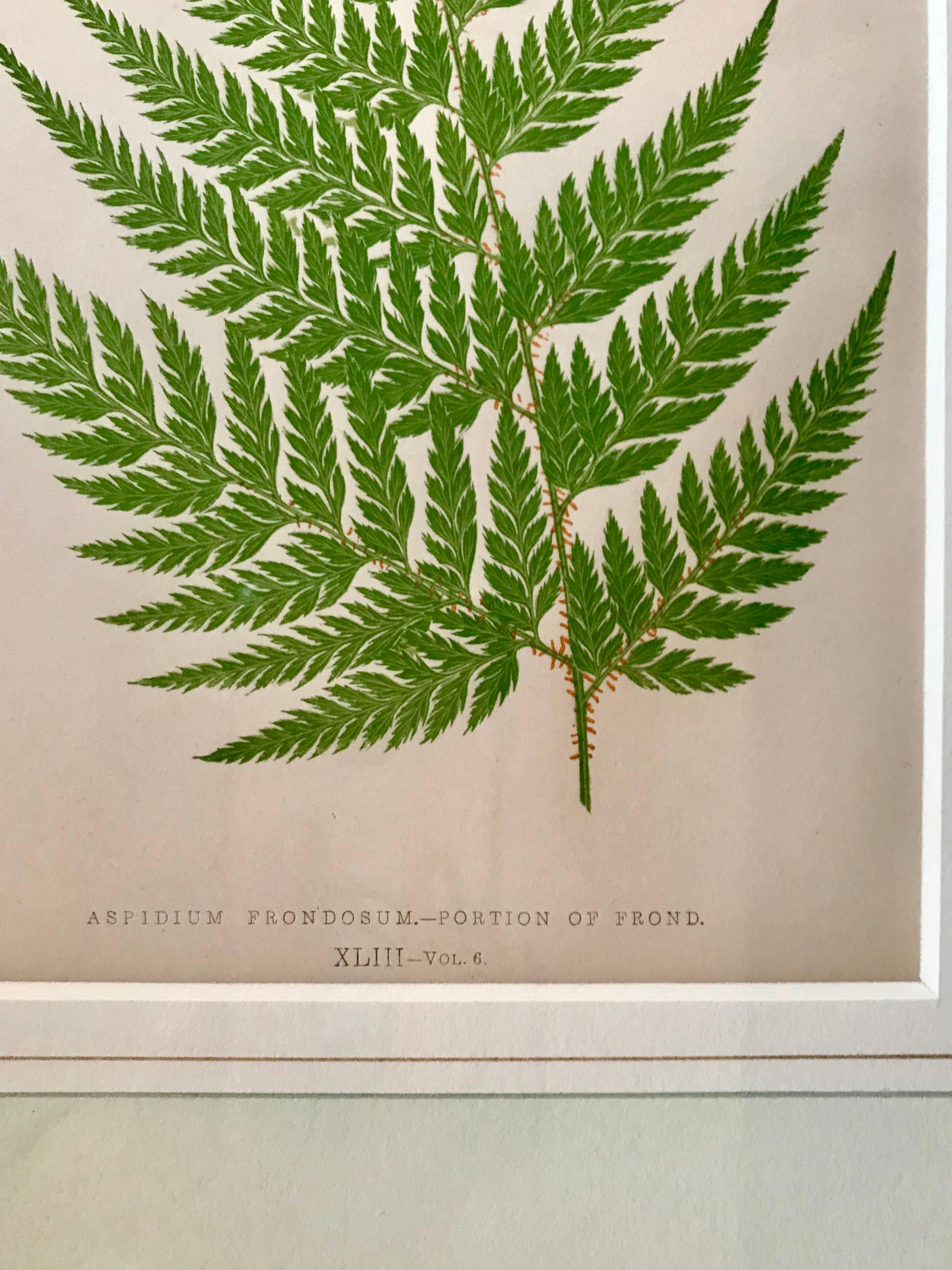 19th Century French Fern Lithograph In Excellent Condition In Boston, MA