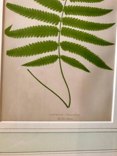19th Century French Fern Lithograph
