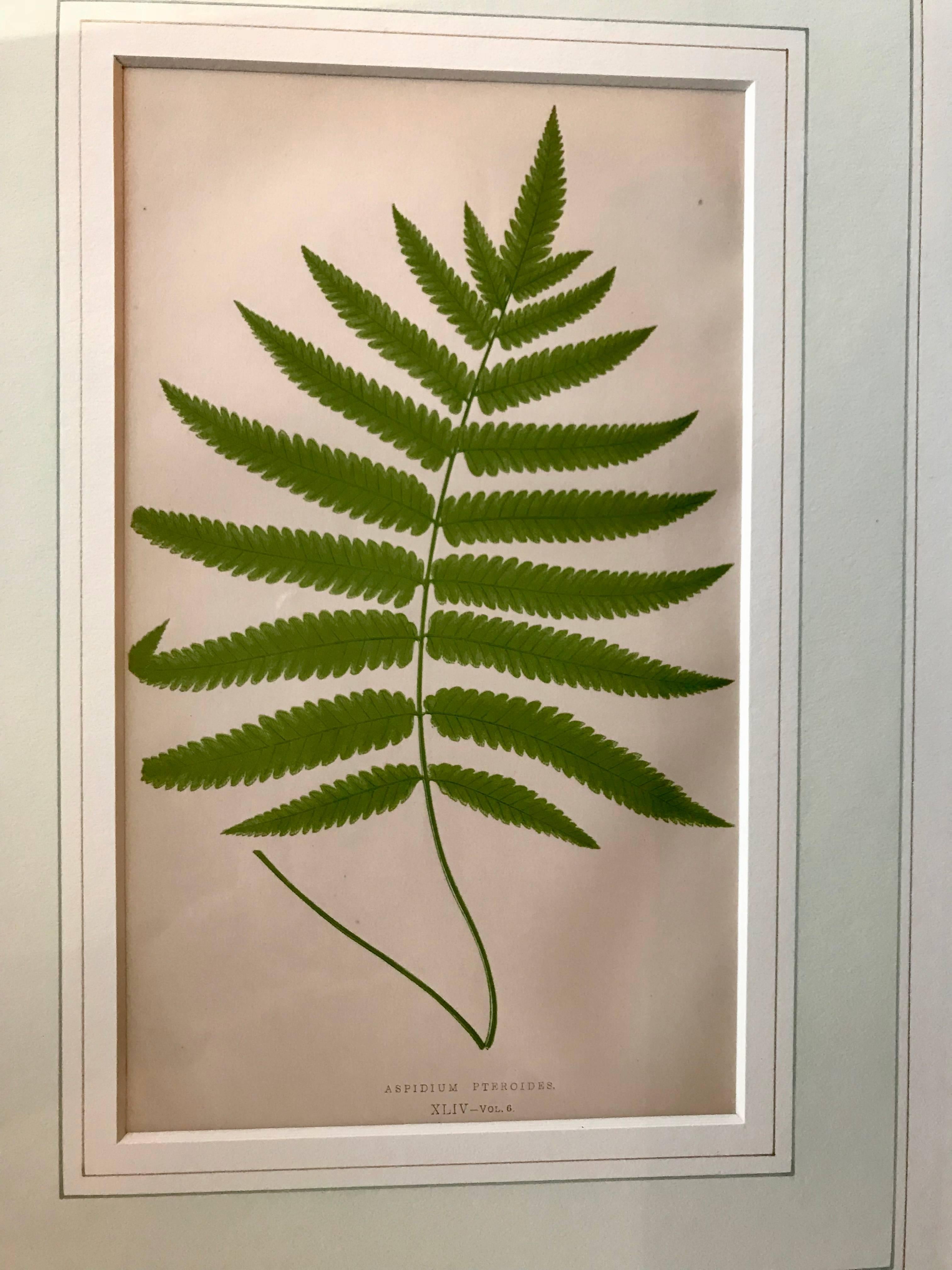 Painted 19th Century French Fern Lithograph For Sale