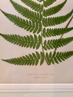 19th Century French Fern Lithograph