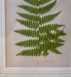 19th Century French Fern Lithograph